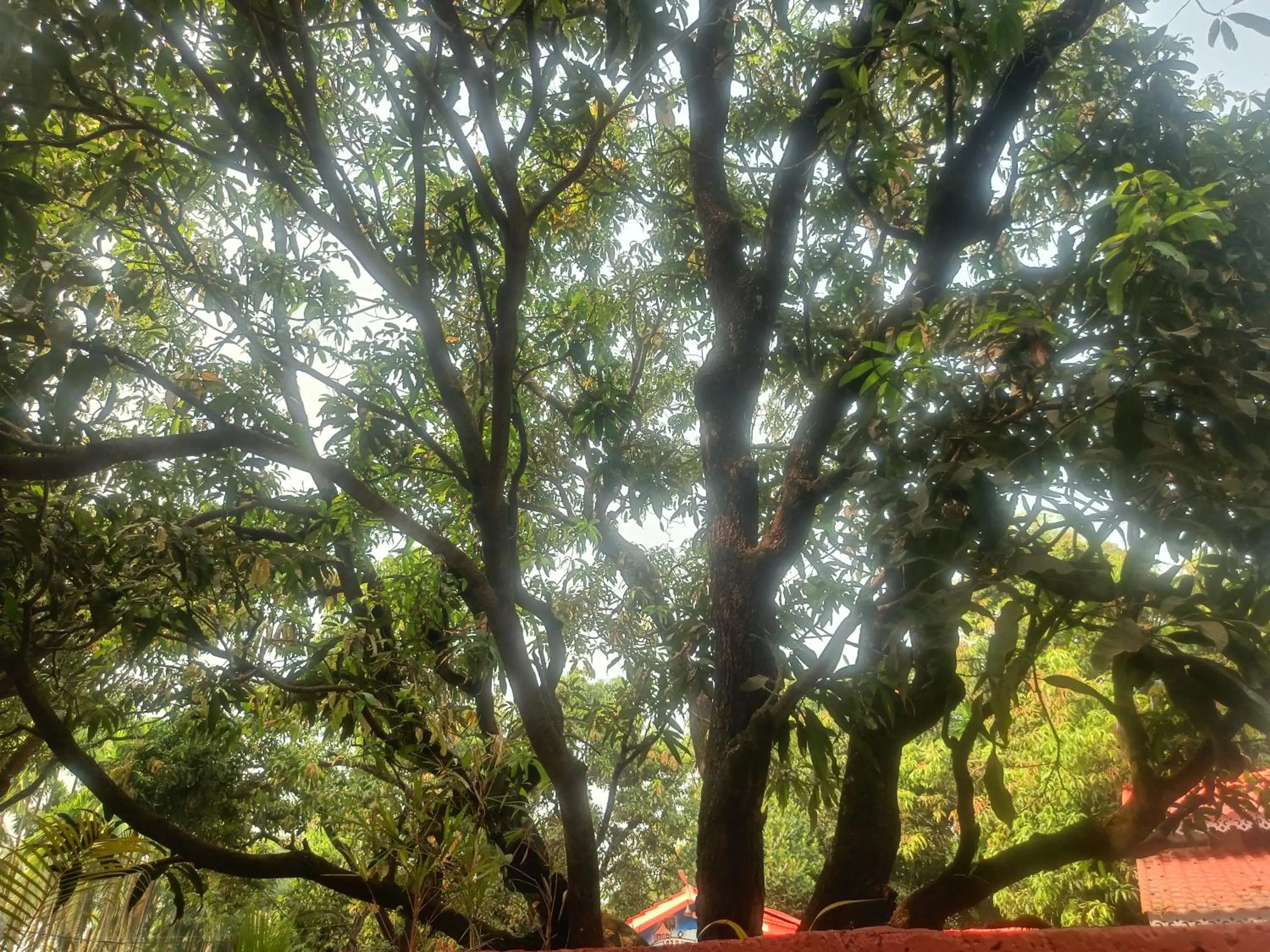 Natural landscape in Shantadurga Beachside Homestay