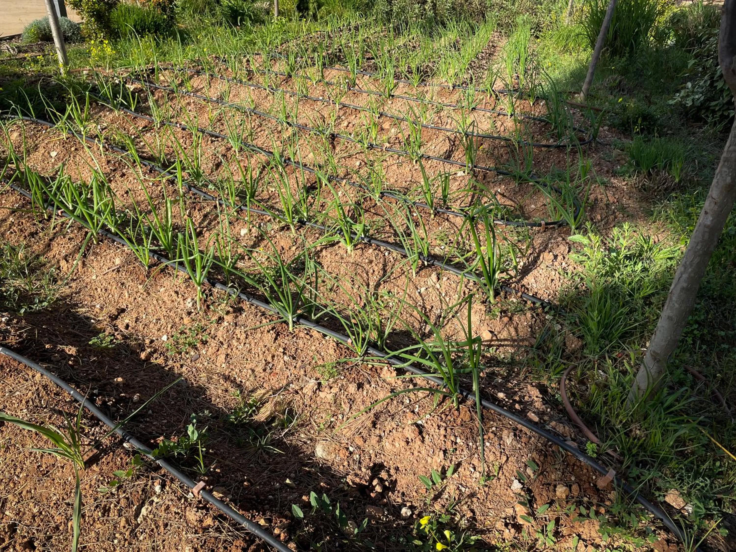 Garden in Hotel Serawa Moraira