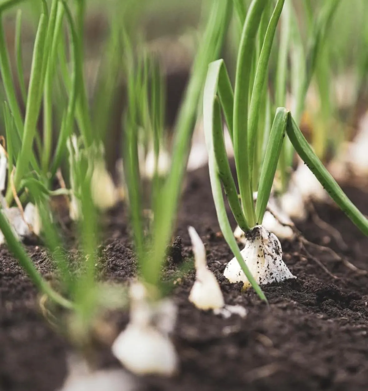 Garden in Hotel Serawa Moraira
