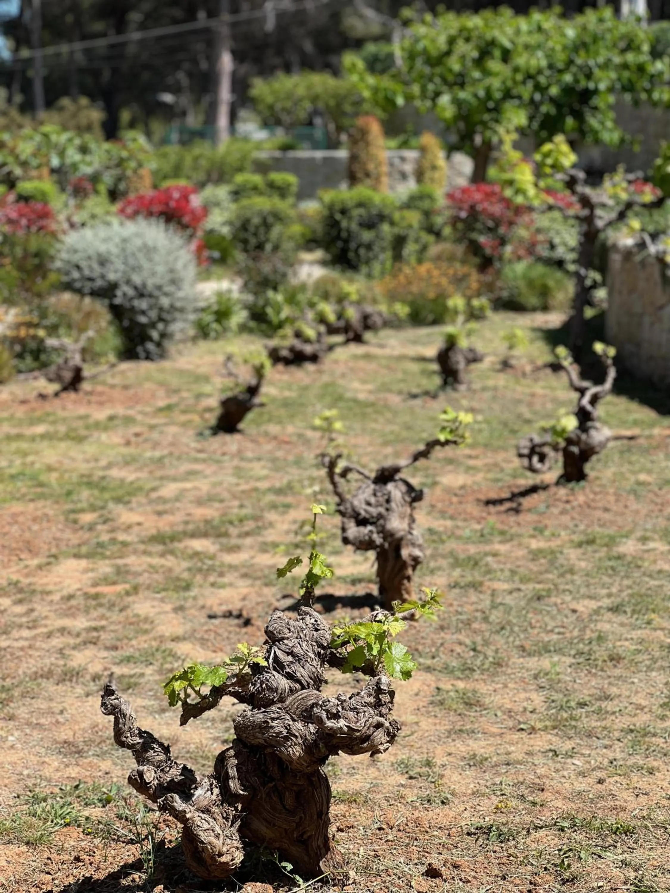 Garden in Hotel Serawa Moraira
