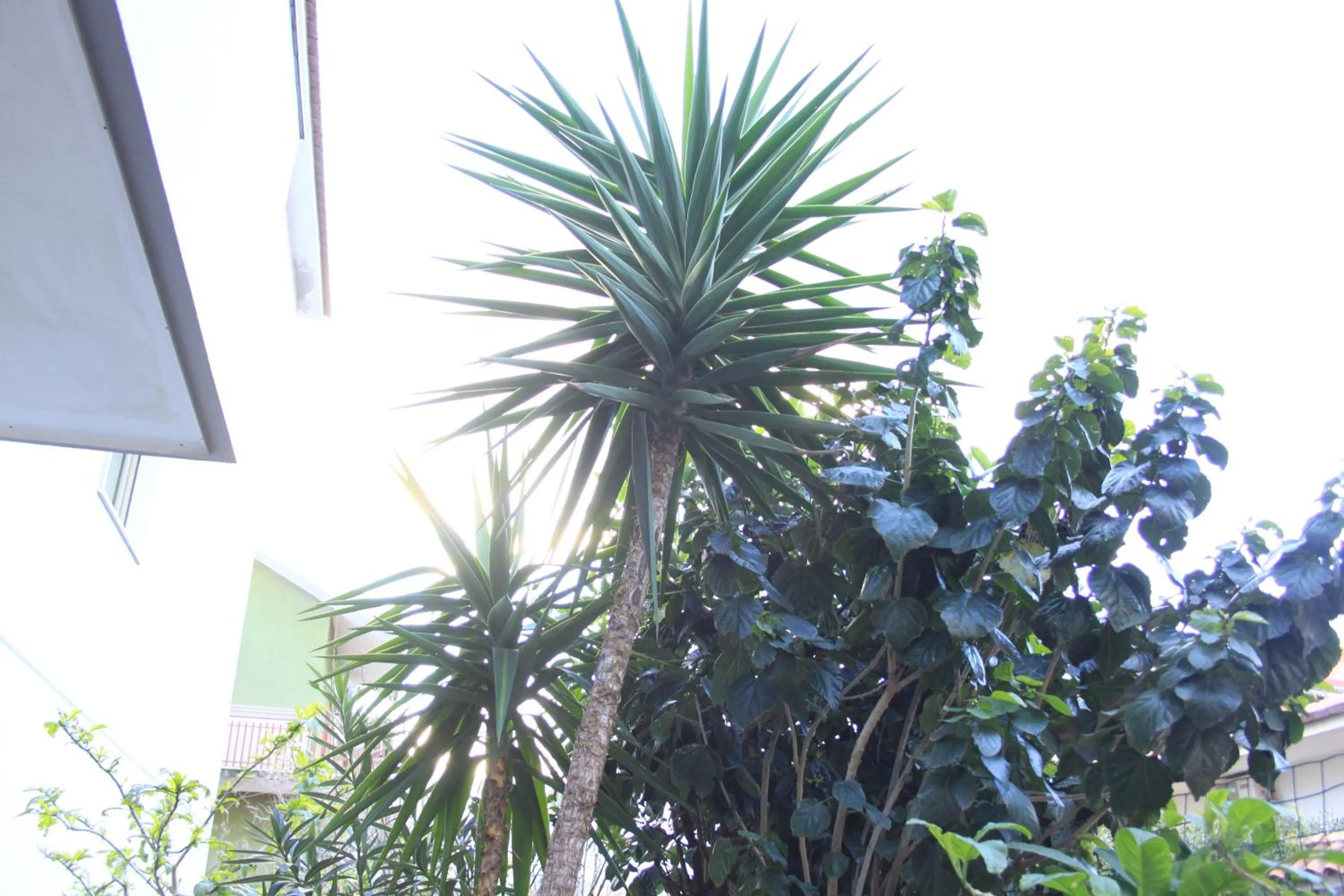 Property building in B&B Mimosa