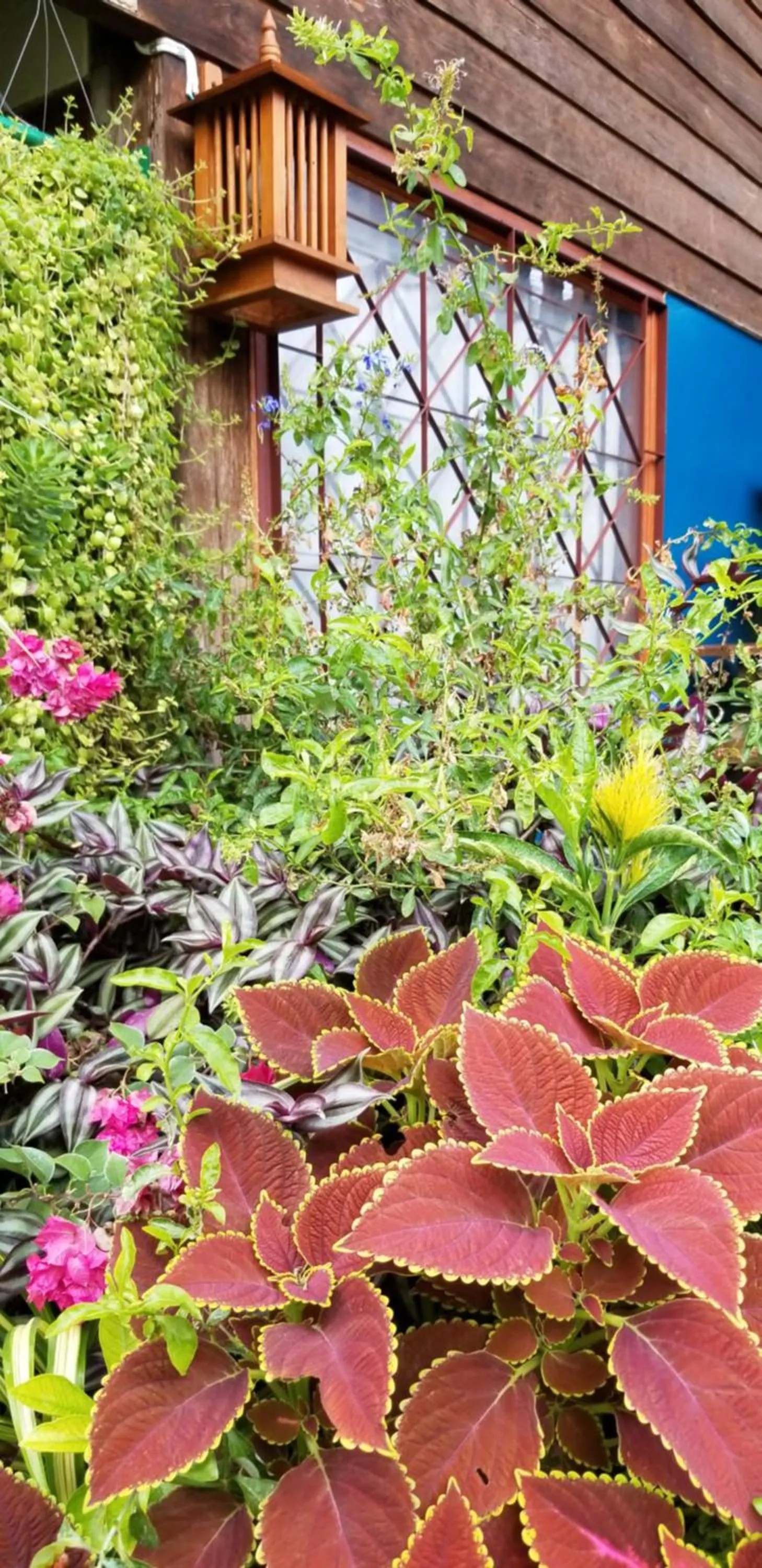 Garden in Siriwan Hostel