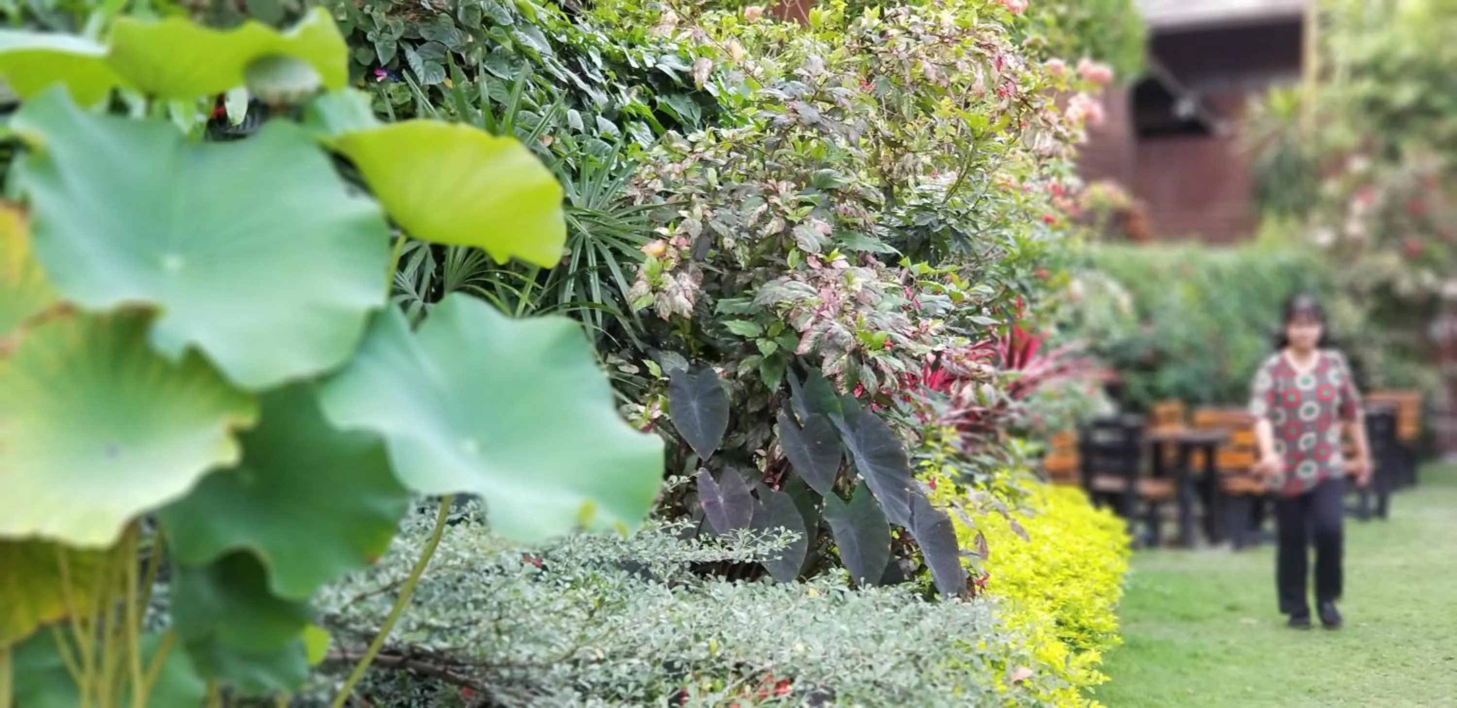 Garden in Siriwan Hostel