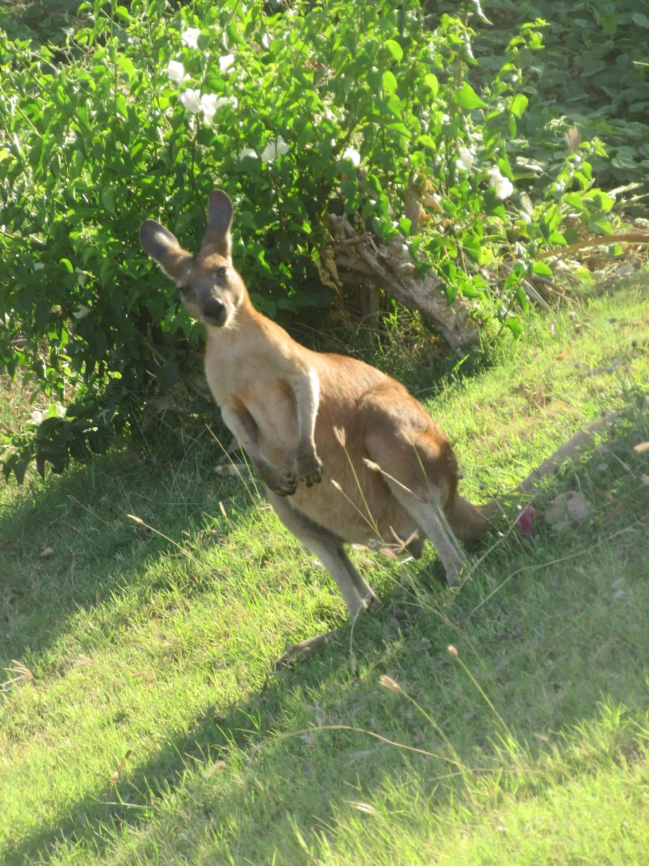 Dampier Mermaid Hotel Karratha