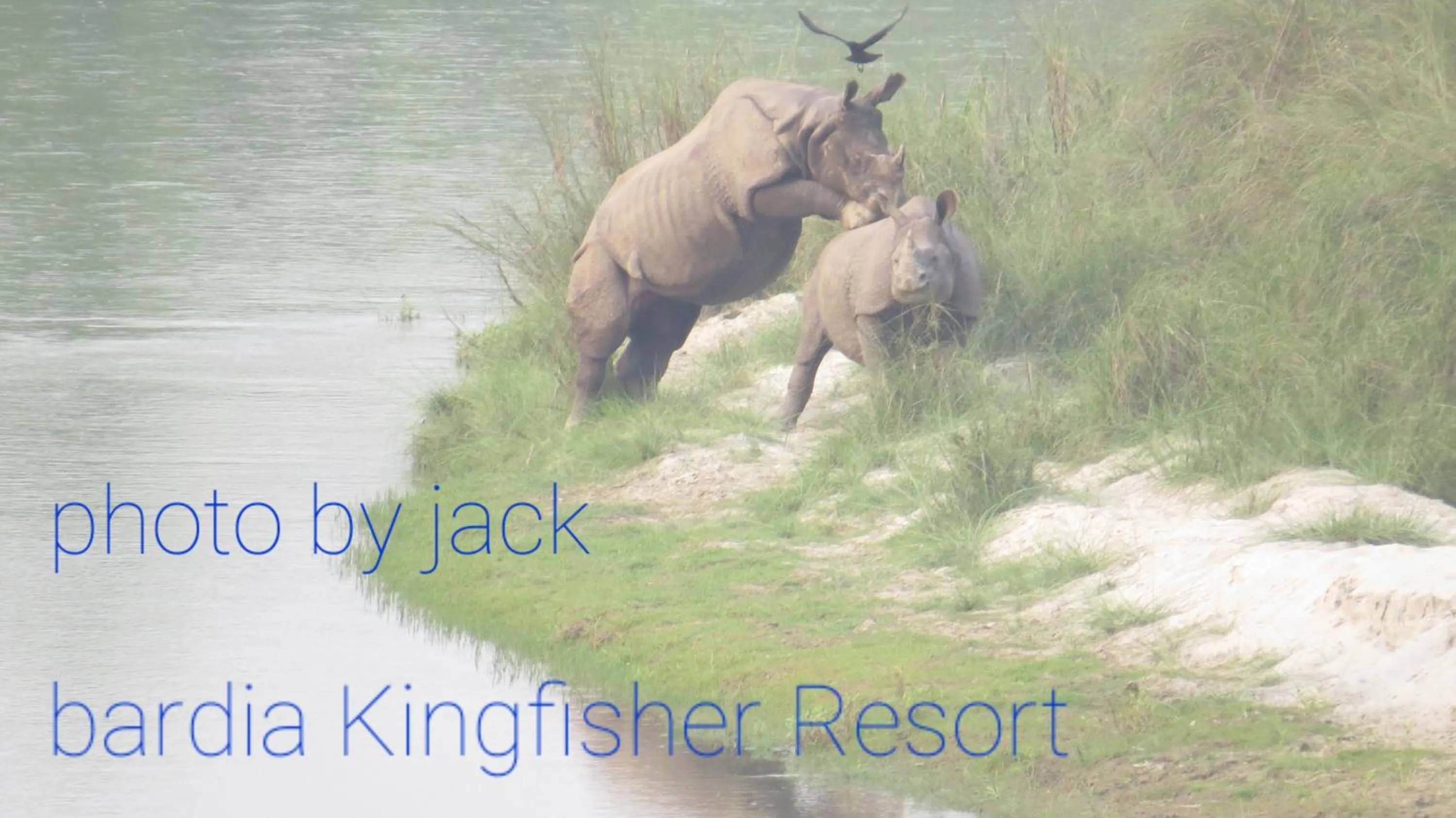 Animals in Bardia Kingfisher Resort