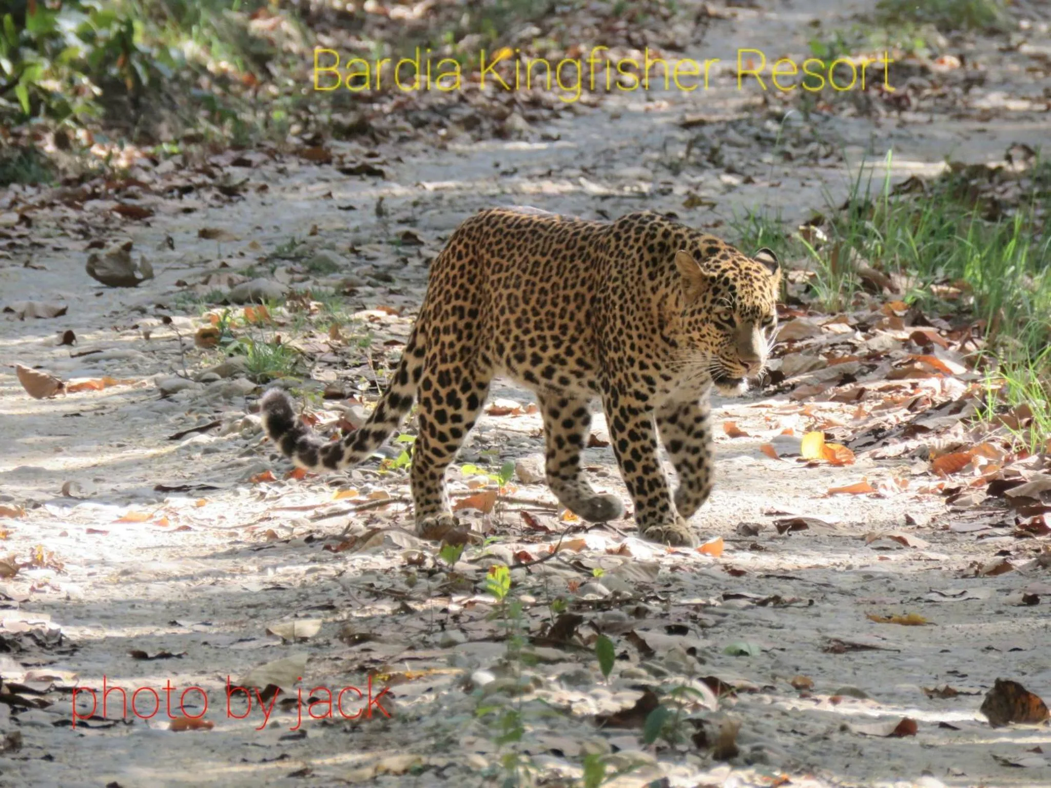 Animals in Bardia Kingfisher Resort