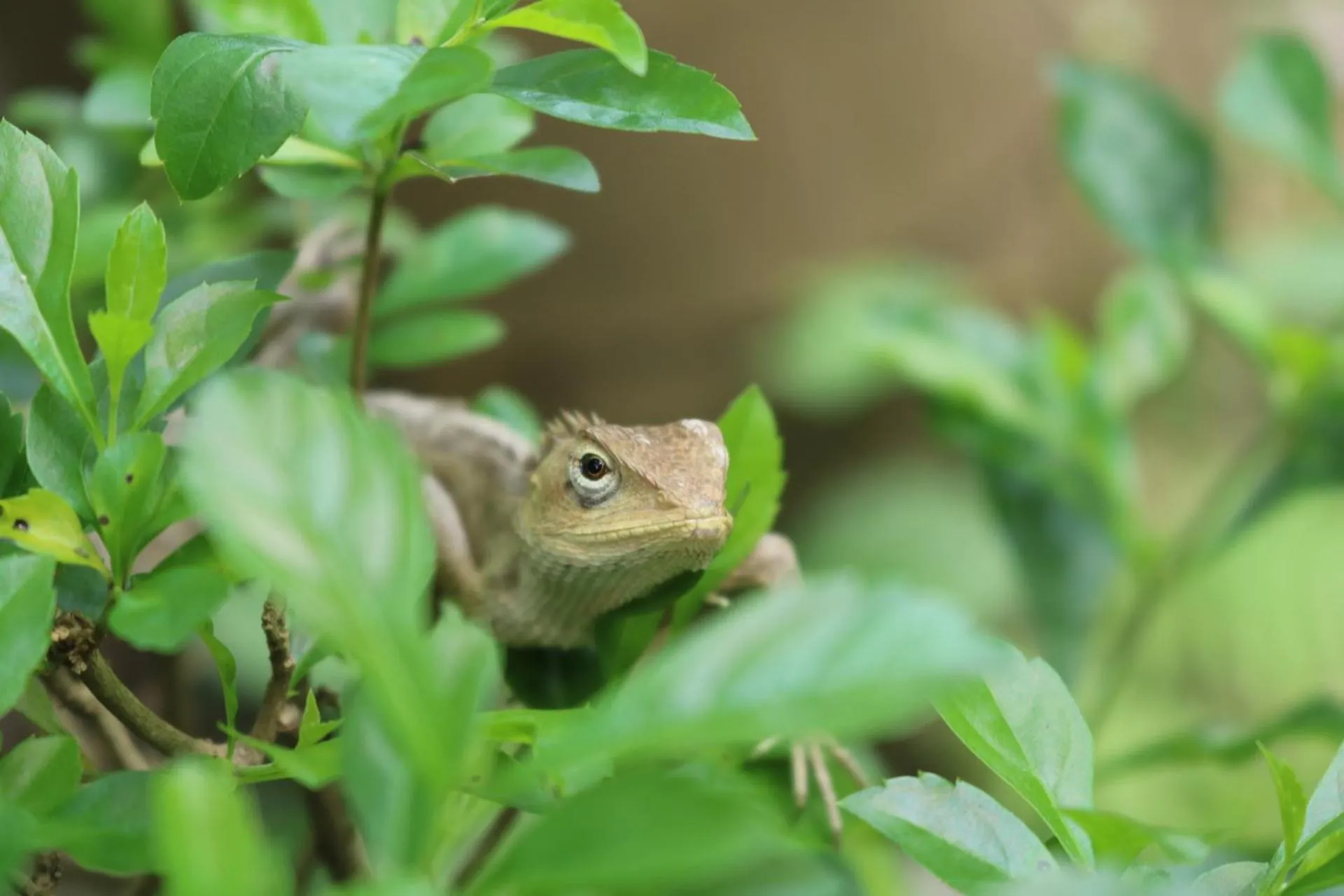 Animals in Bardia Kingfisher Resort