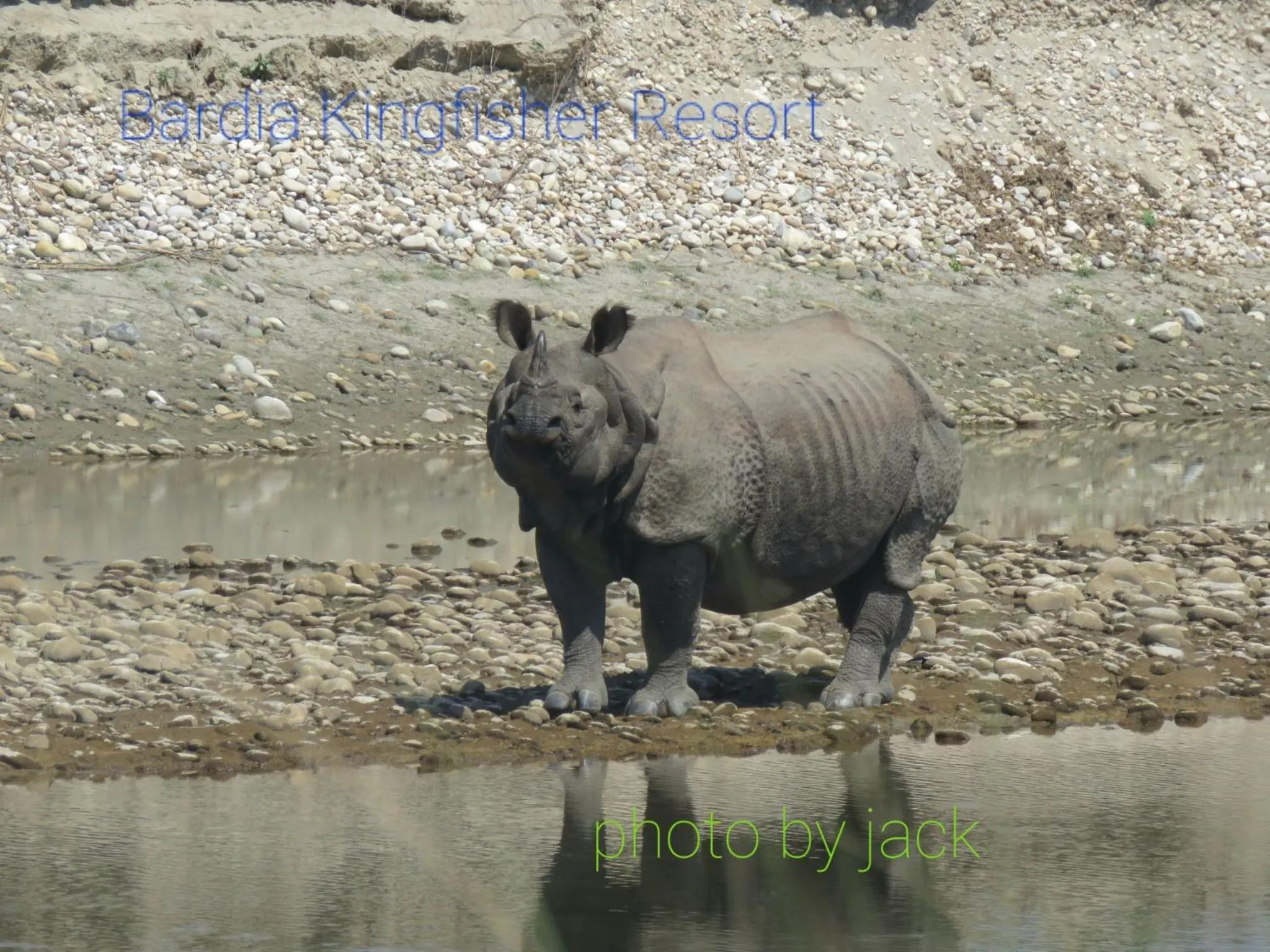 Animals in Bardia Kingfisher Resort