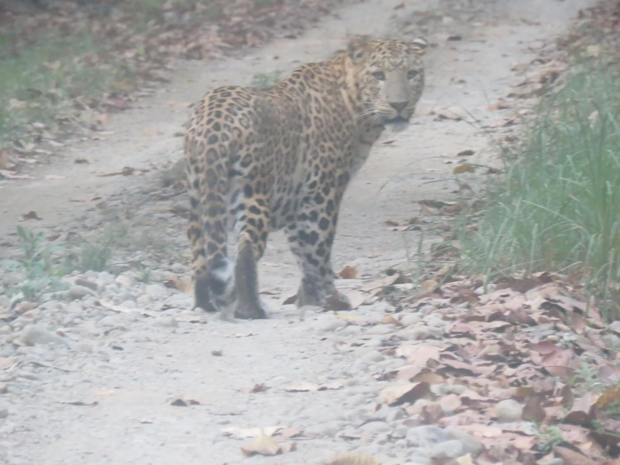 Animals in Bardia Kingfisher Resort