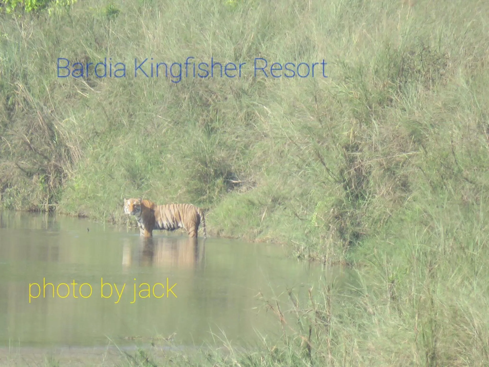Animals in Bardia Kingfisher Resort