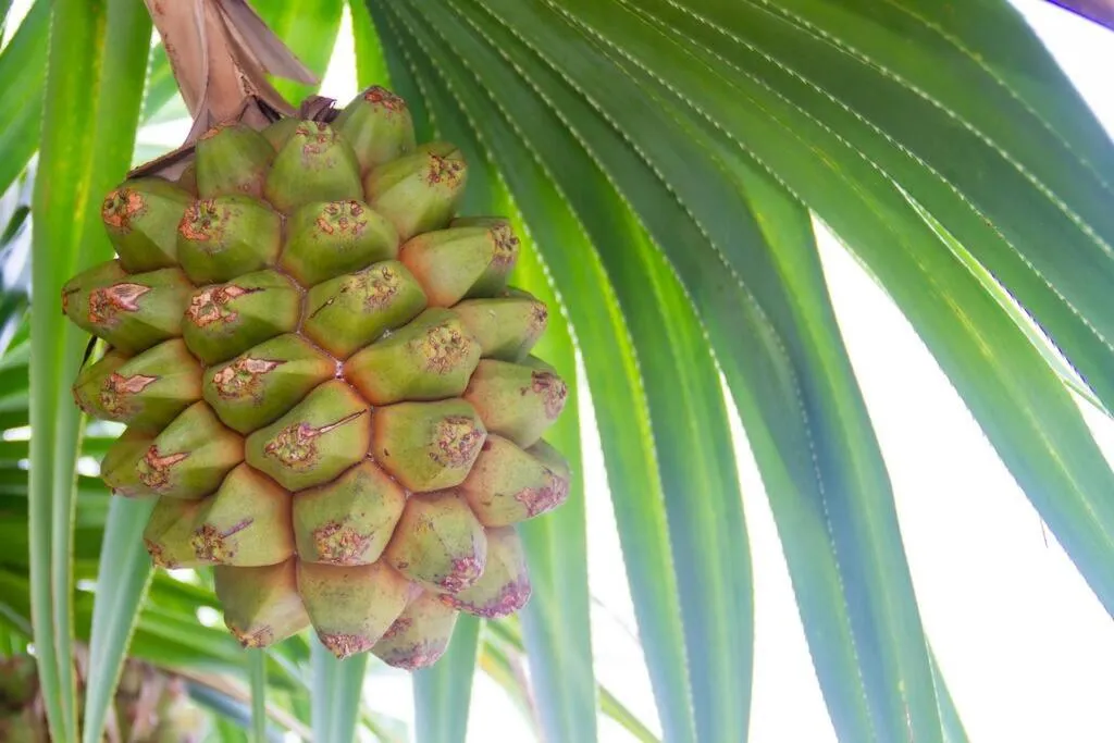 Natural landscape in Shiraho Villa