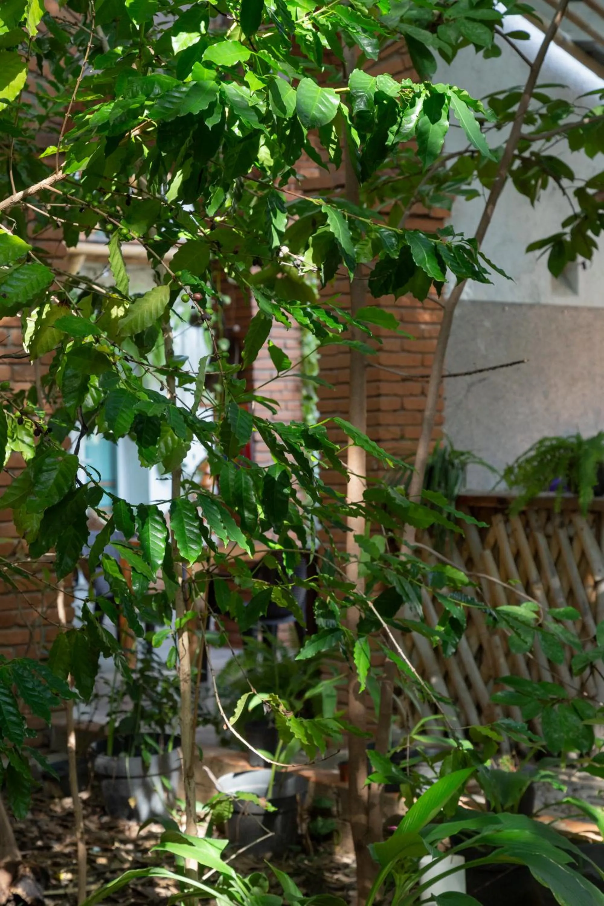 Spring in Hotel Casa Lasibe Café
