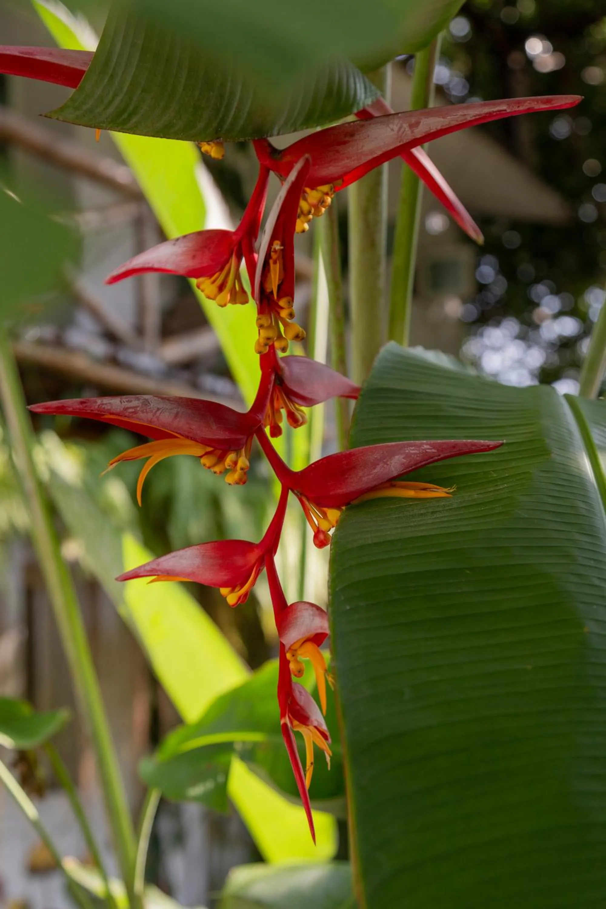 Natural landscape in Hotel Casa Lasibe Café