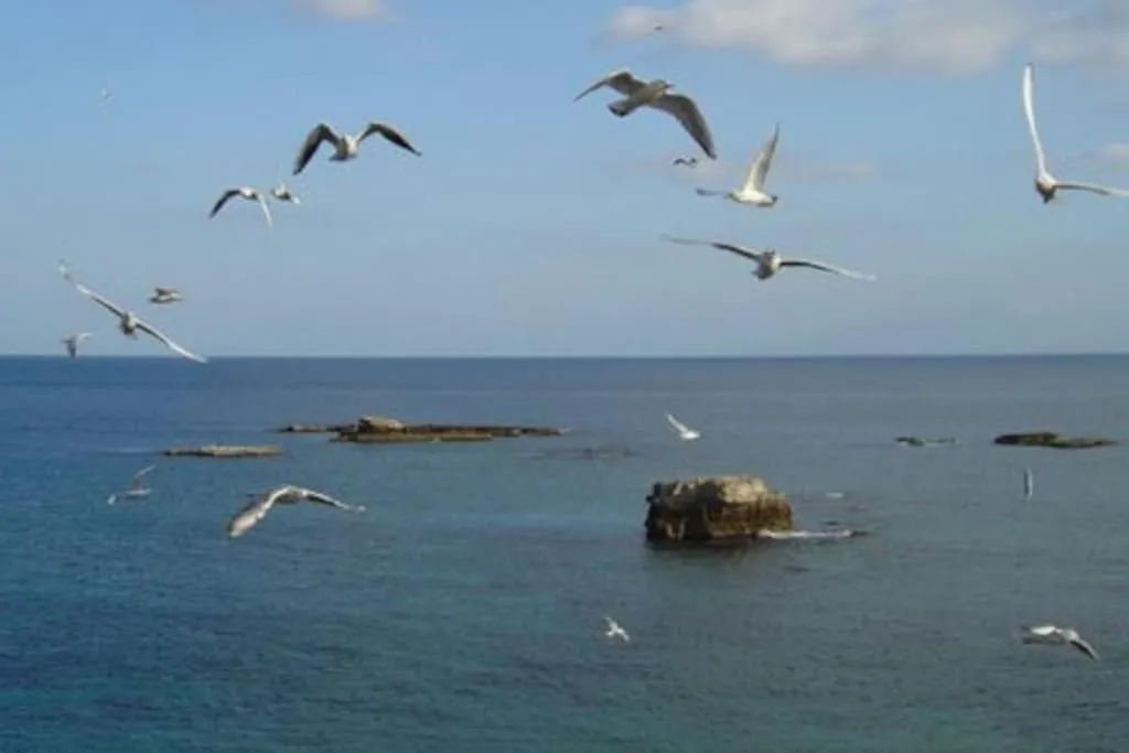 Sea view in Riccio di Mare - Large and bright flat on the sea