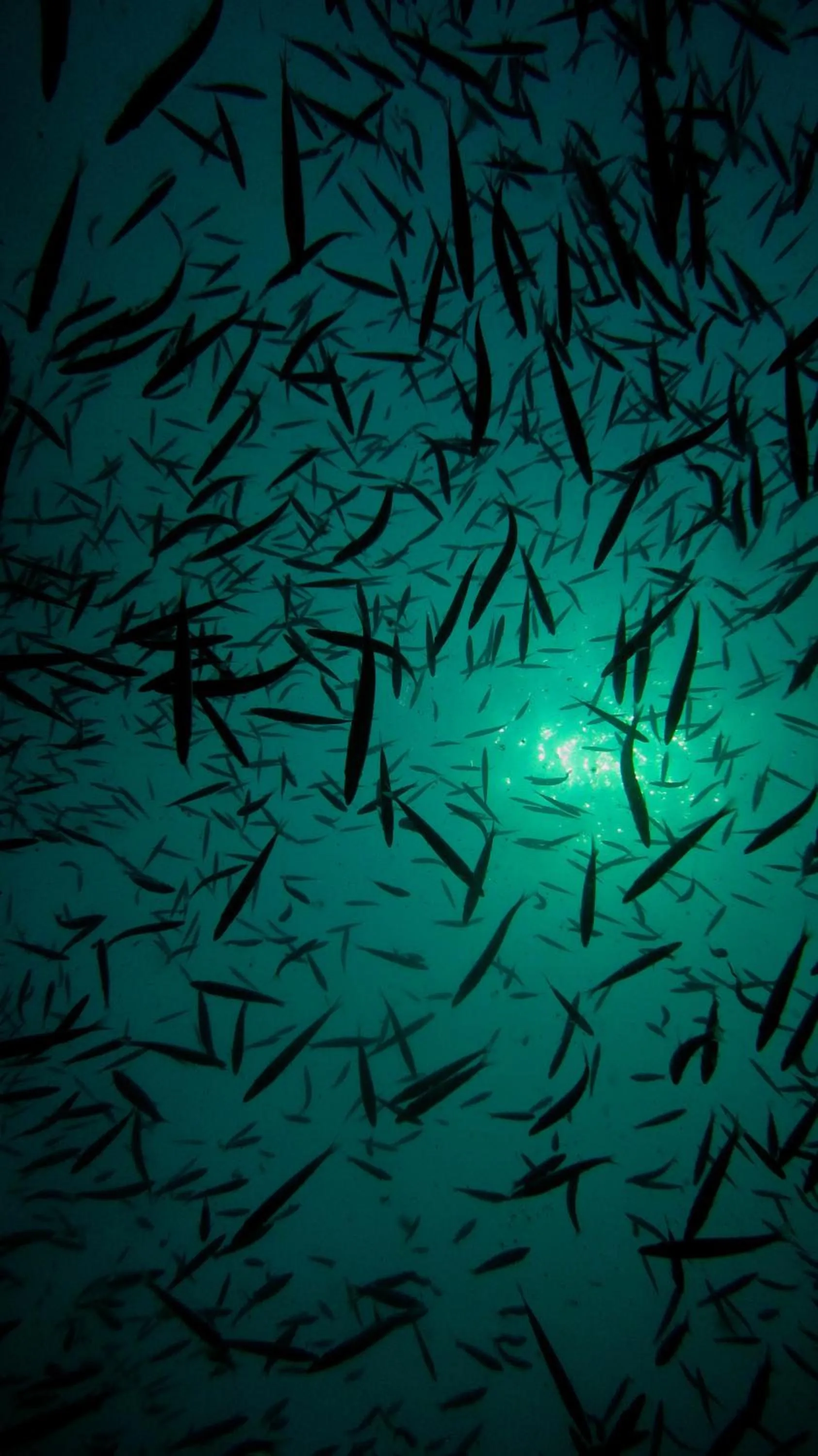 Diving in The Barat Perhentian