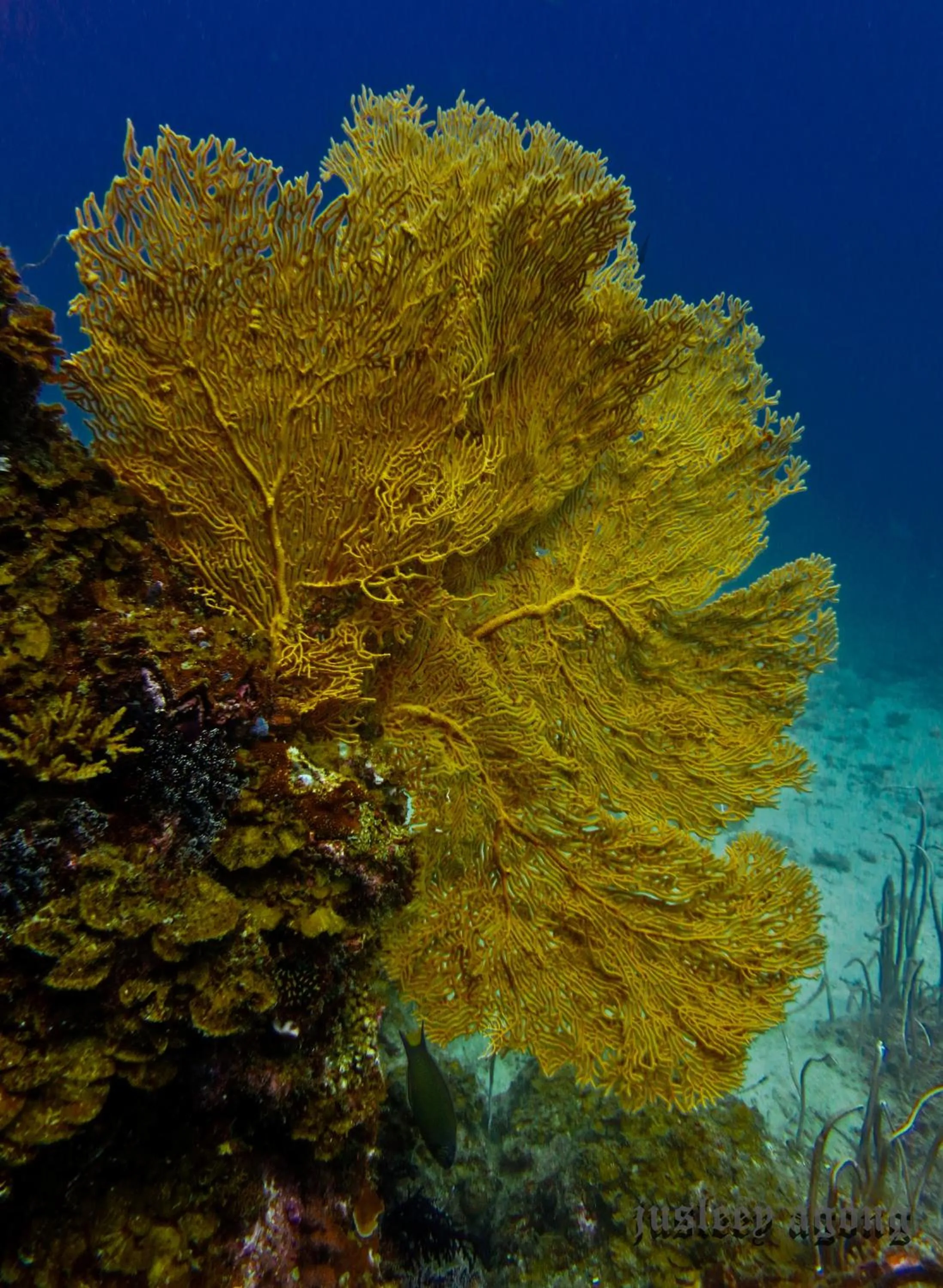 Snorkeling in The Barat Perhentian