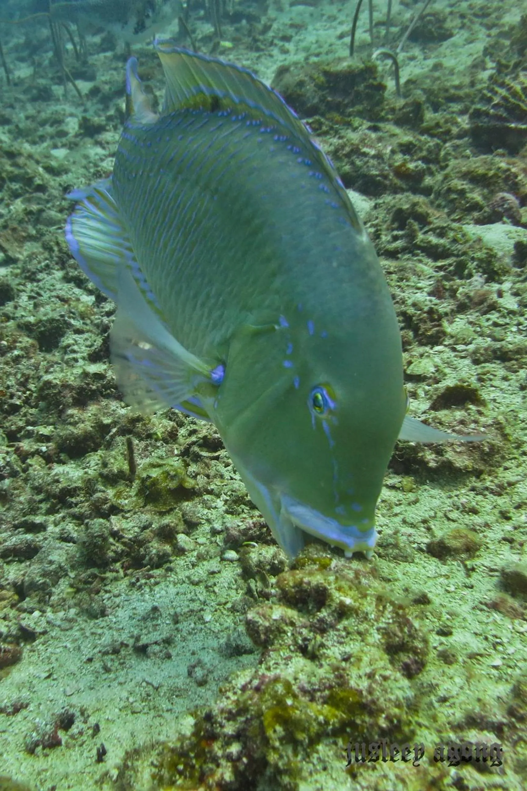 Diving in The Barat Perhentian