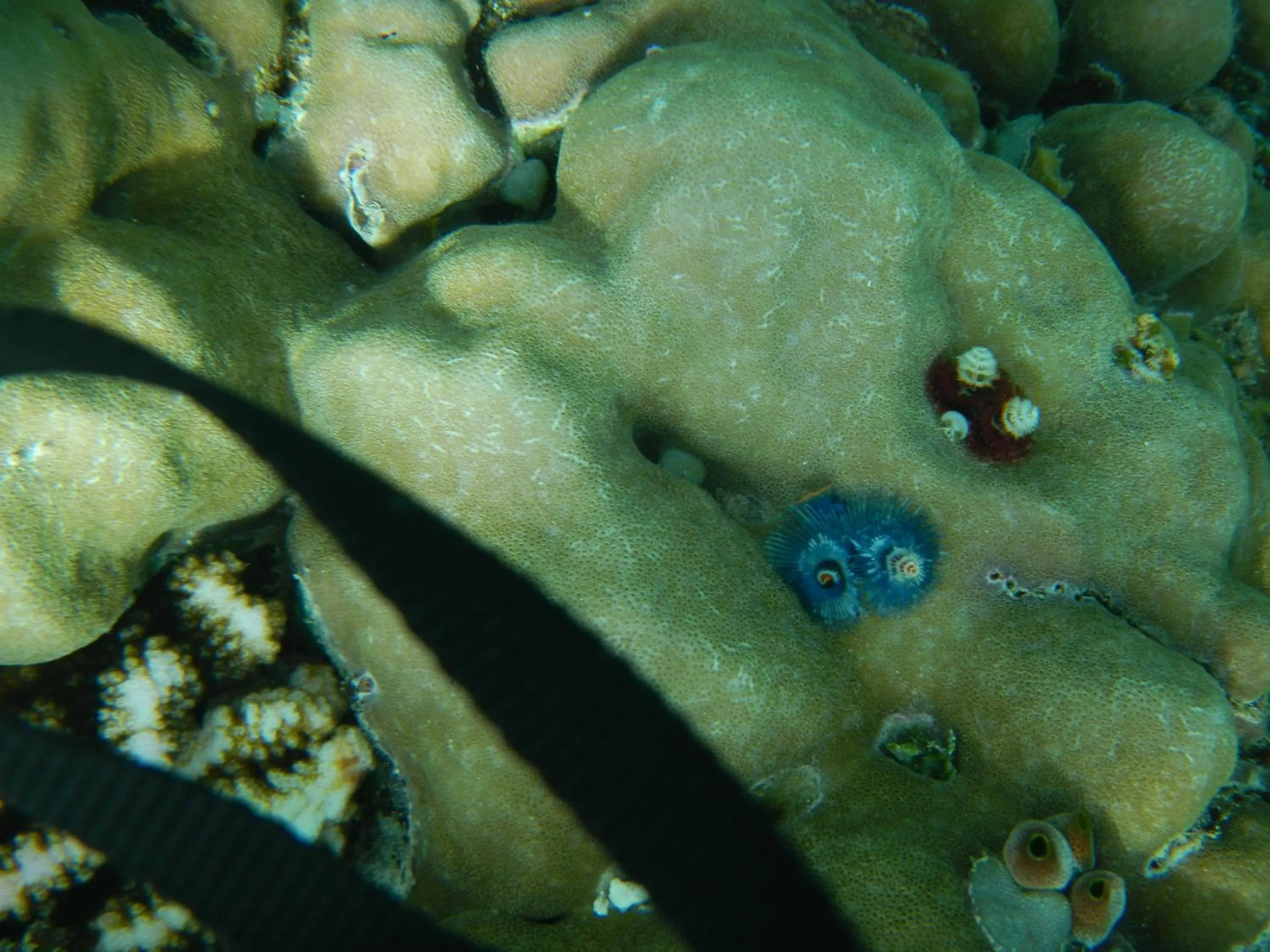 Other in II Bungalow