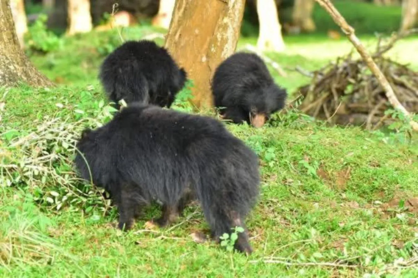 Animals in Lake Wind Resort