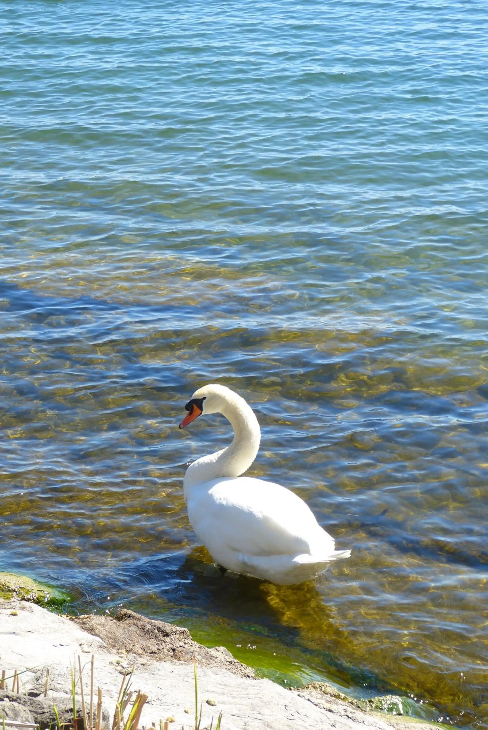 Animals in Hotel Garni Villa Rosengarten