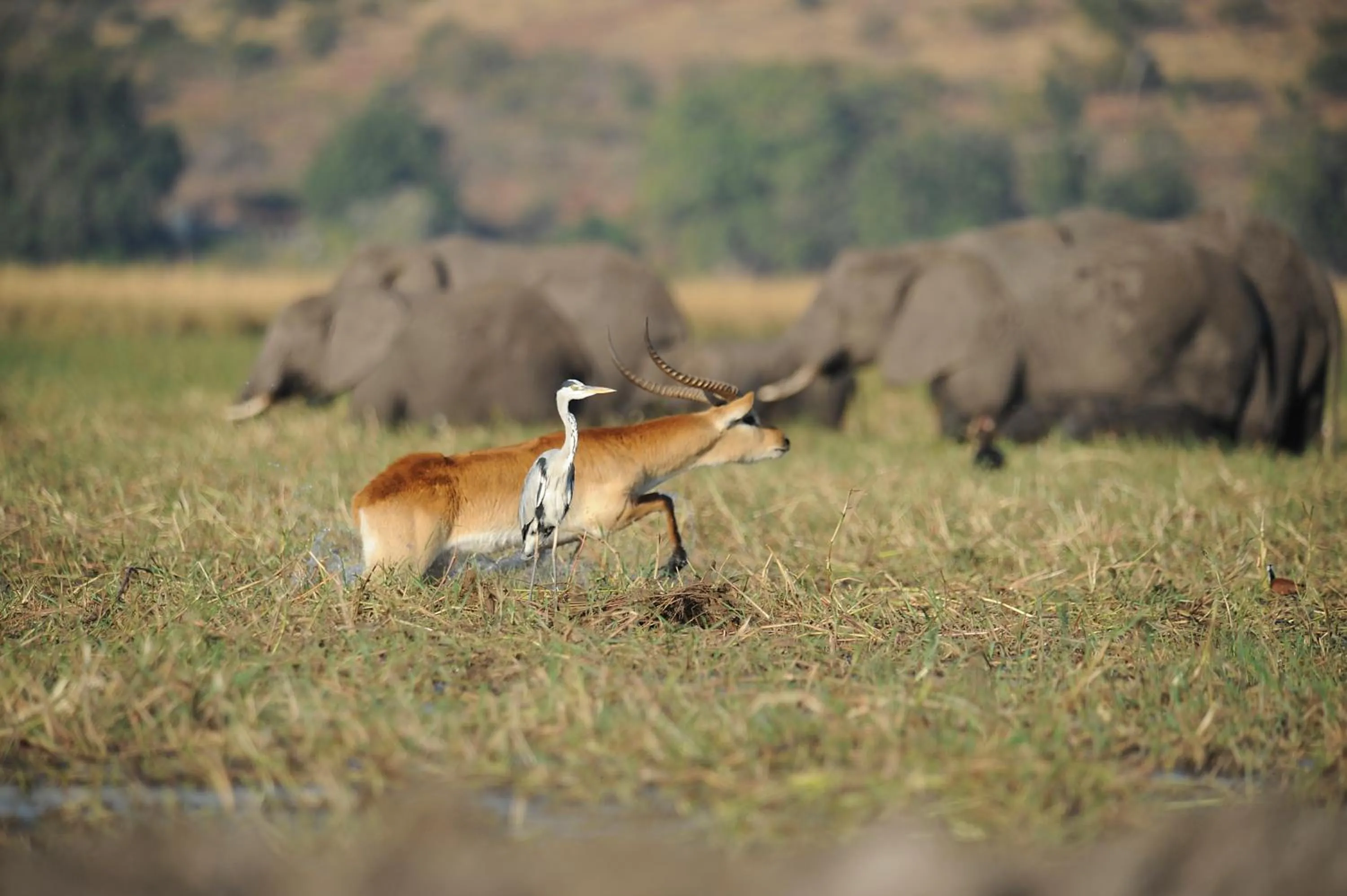 Activities in Chobe Water Villas