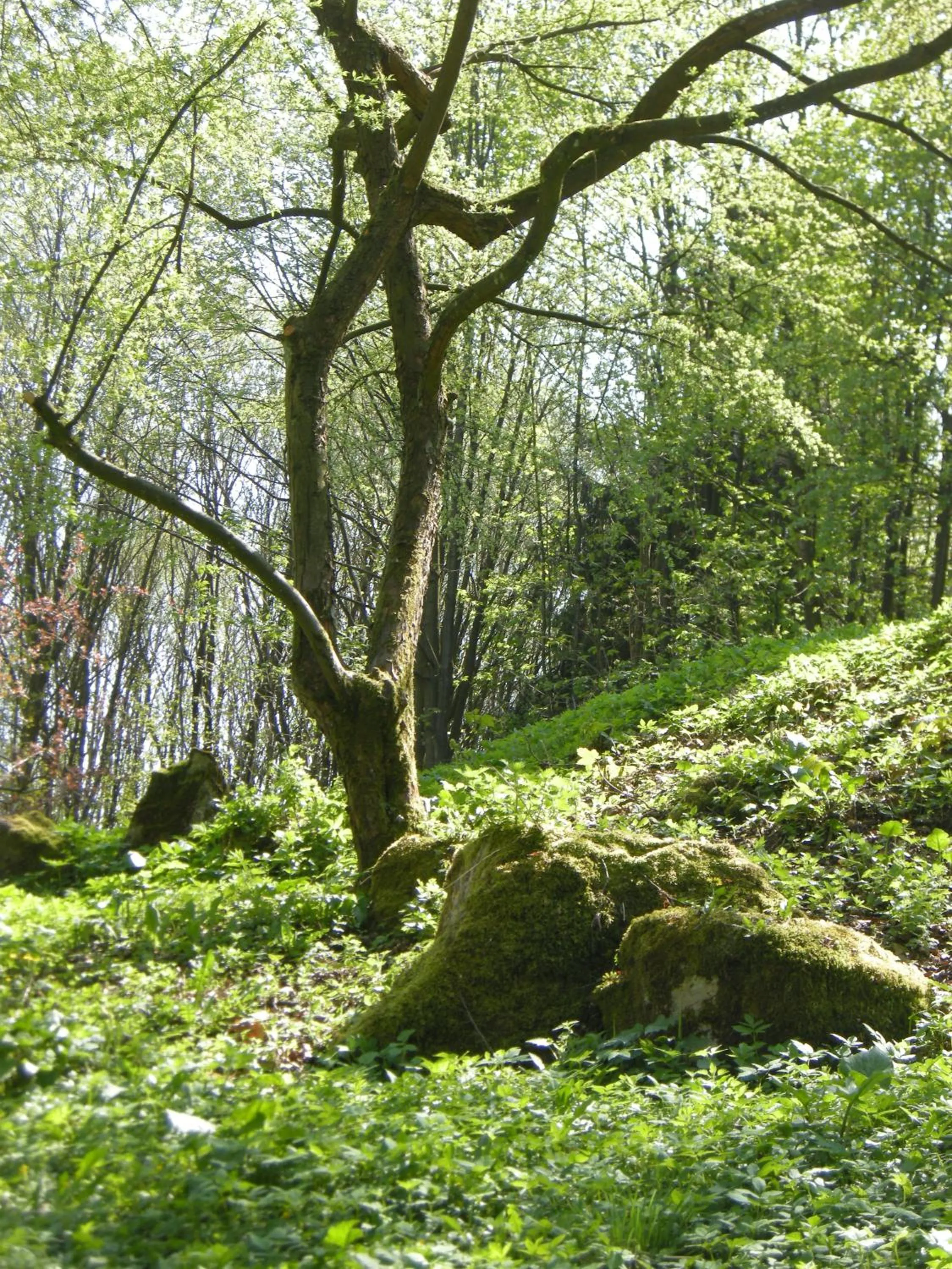 Natural landscape in Gästehaus Steker