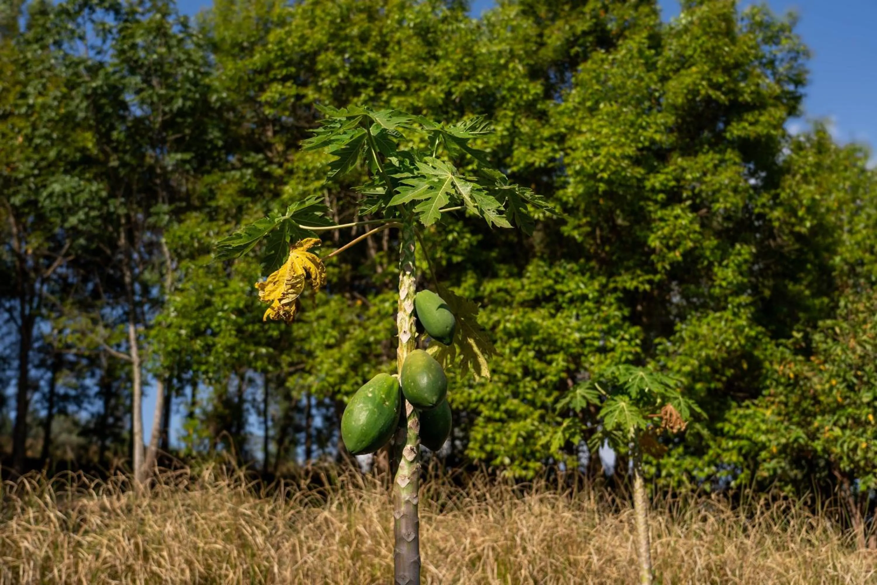 Restaurant/places to eat in Turaco Ngorongoro Valley, a Tribute Portfolio Lodge