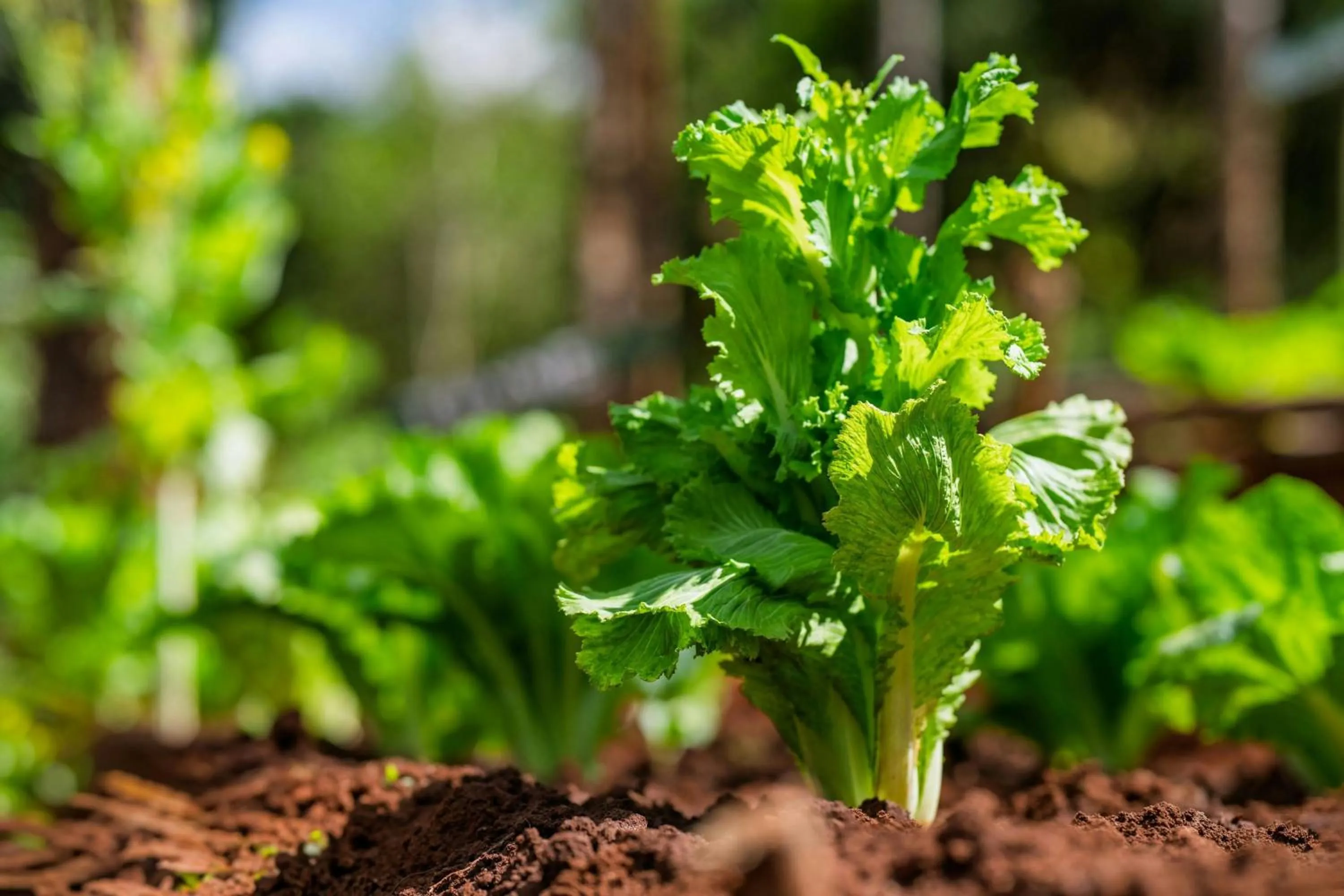 Restaurant/places to eat in Turaco Ngorongoro Valley, a Tribute Portfolio Lodge