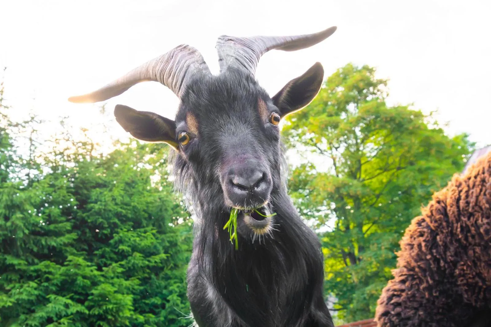 Animals in Penzion Vápenka