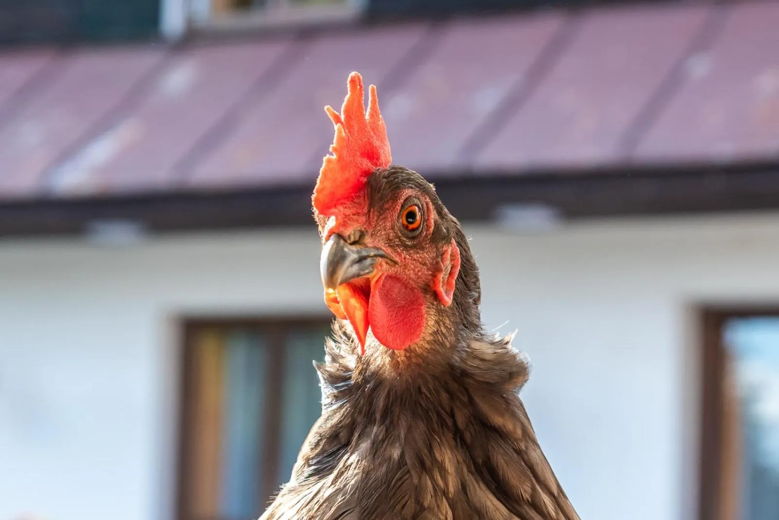 Animals in Penzion Vápenka