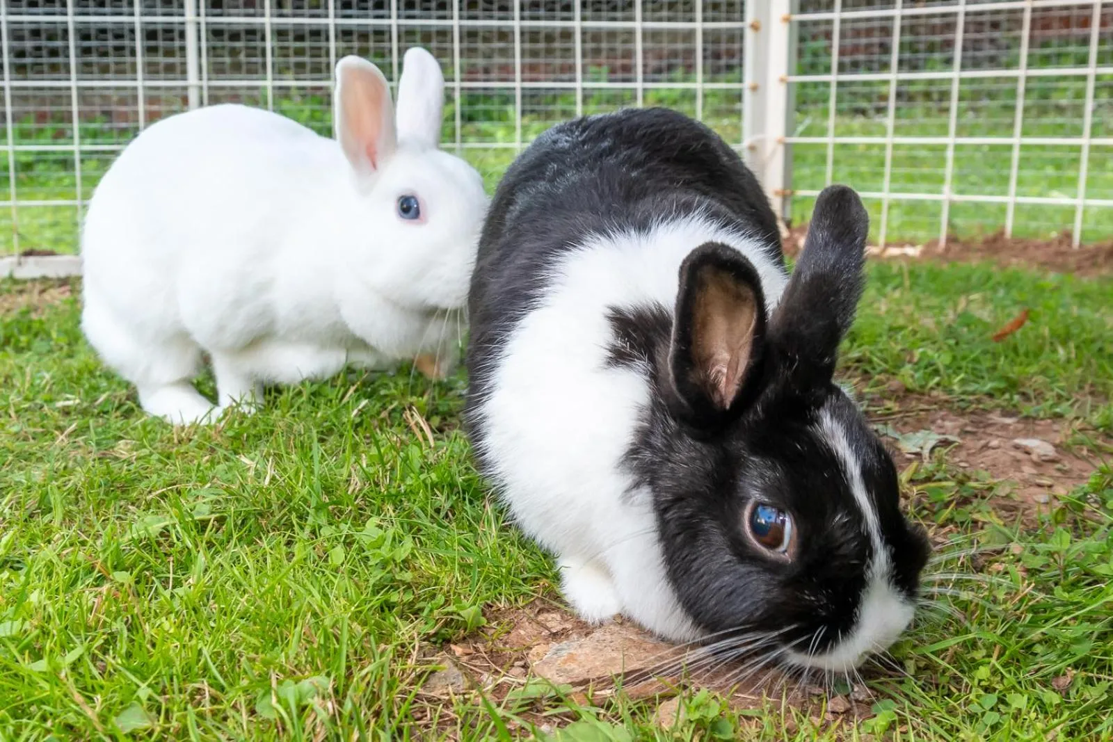 Animals in Penzion Vápenka