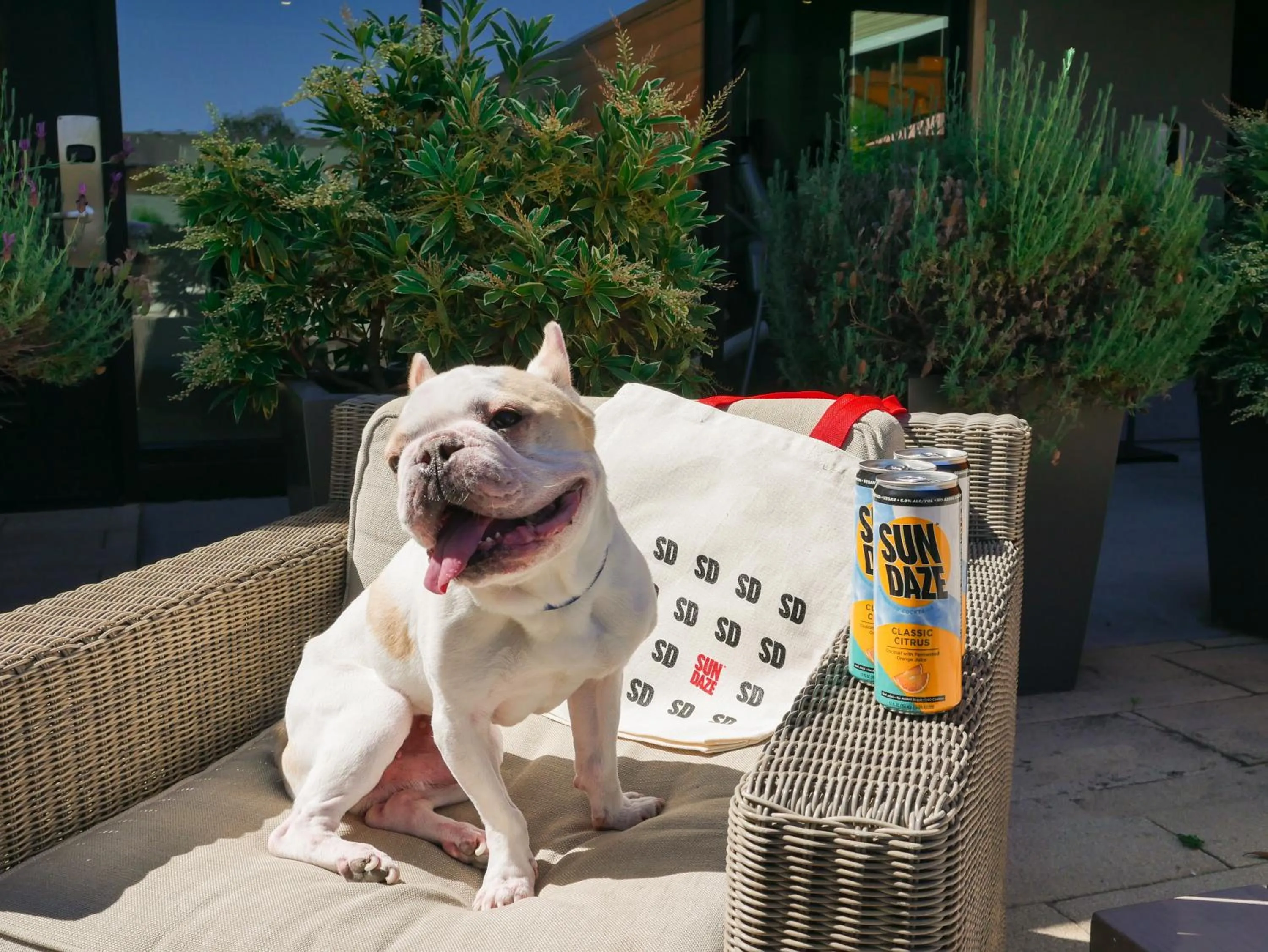 Pets in The Nest Hotel Palo Alto