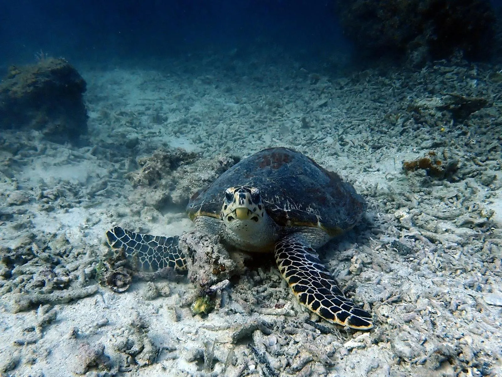 Diving in Sudamala Resort, Seraya, Flores