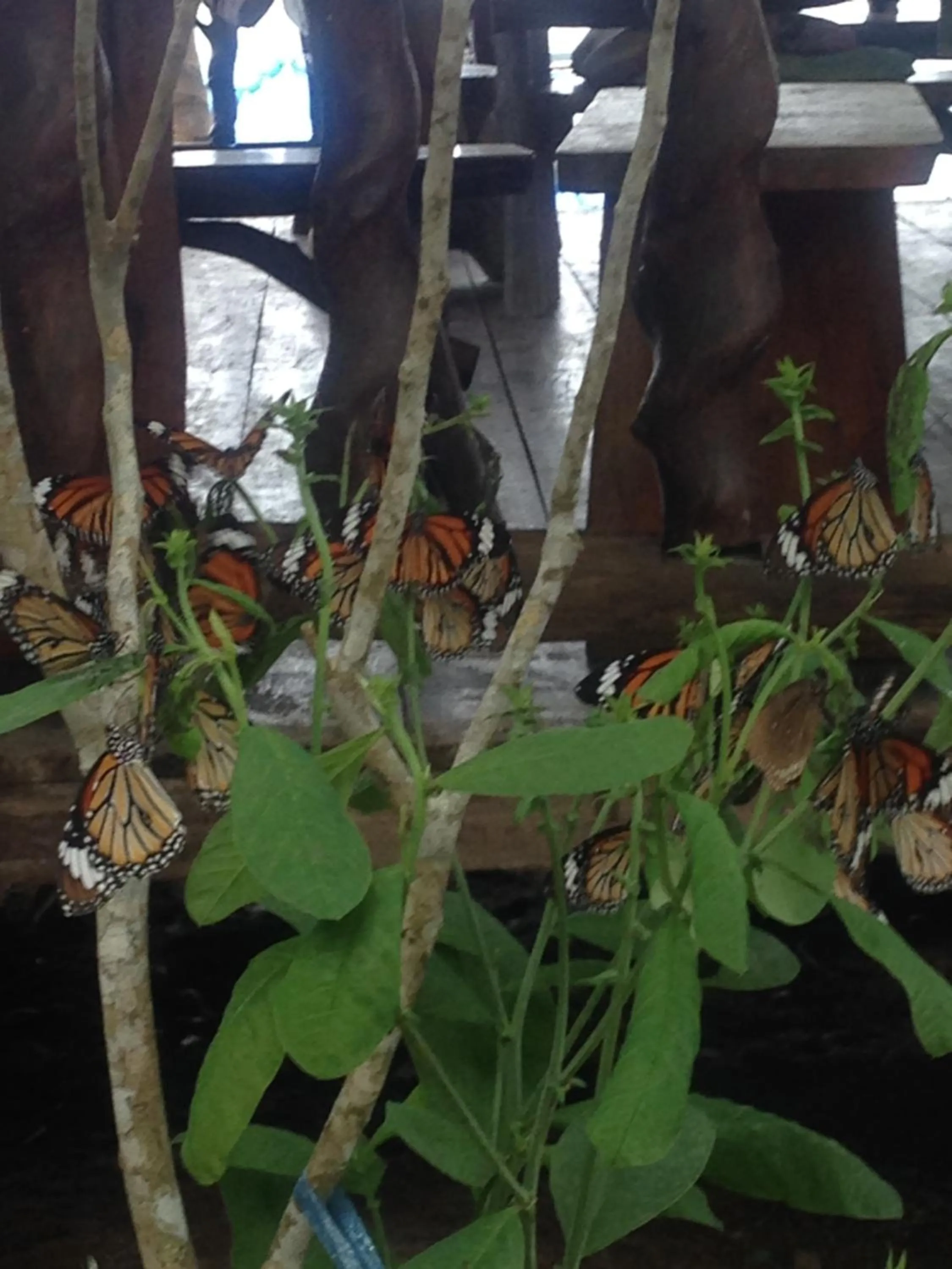 Property building in KohChangResortRanong