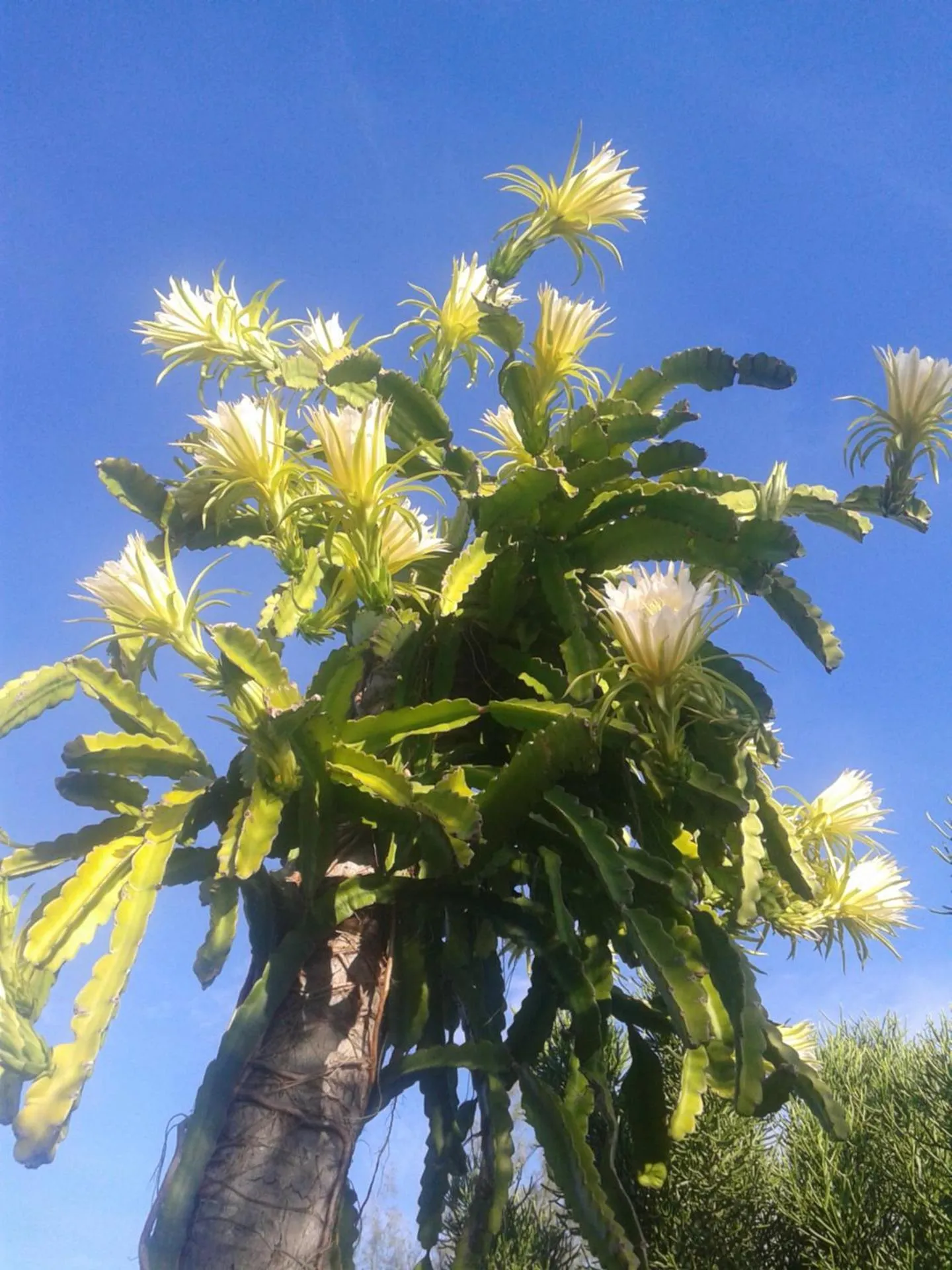 Garden in Hôtel Fenua Mata'i'oa