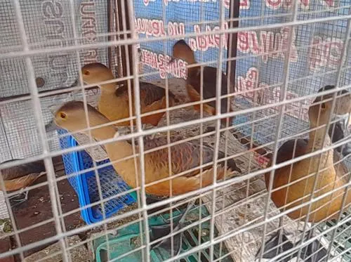 The Little Lopburi Village