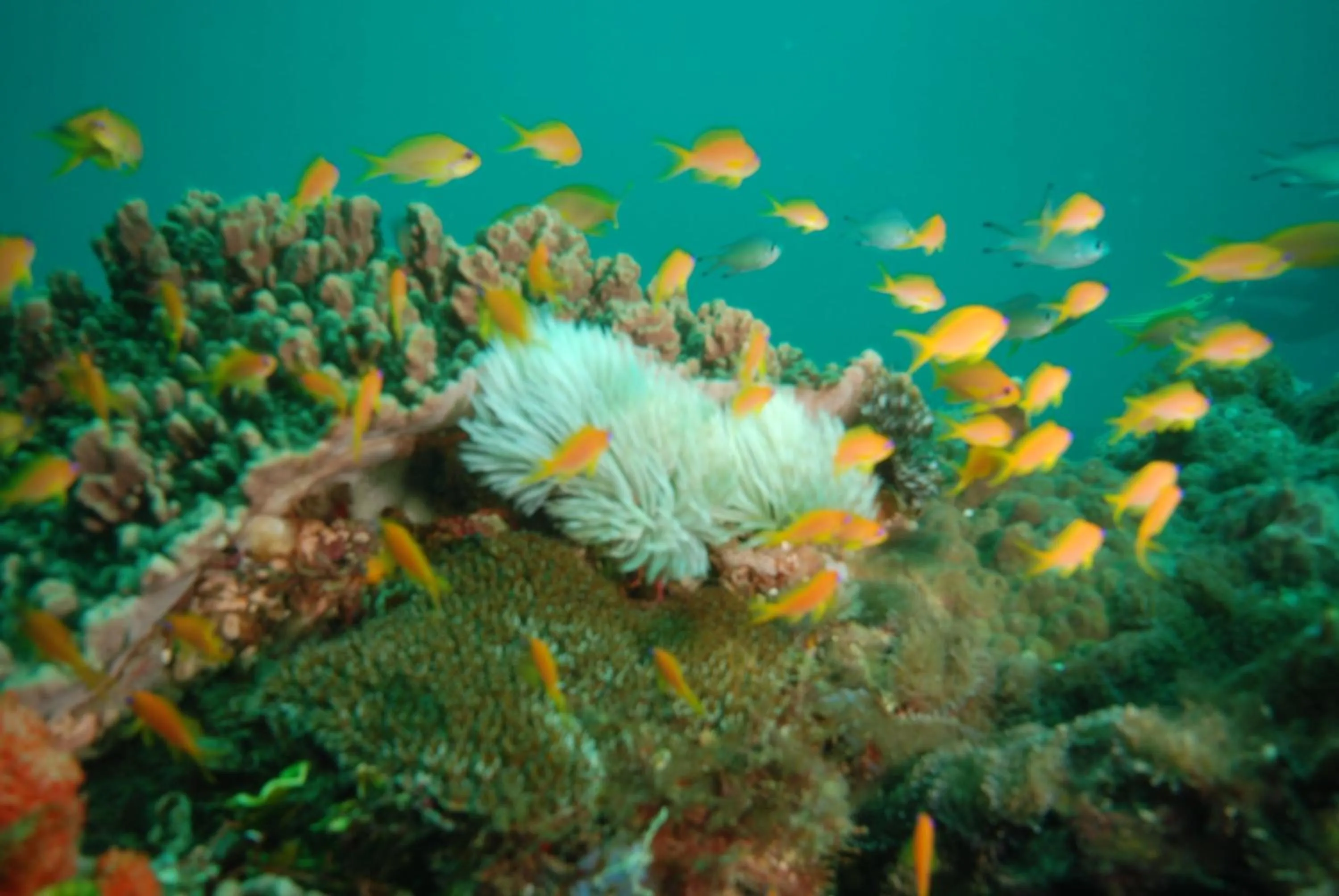 Diving in Lantana Galu Beach