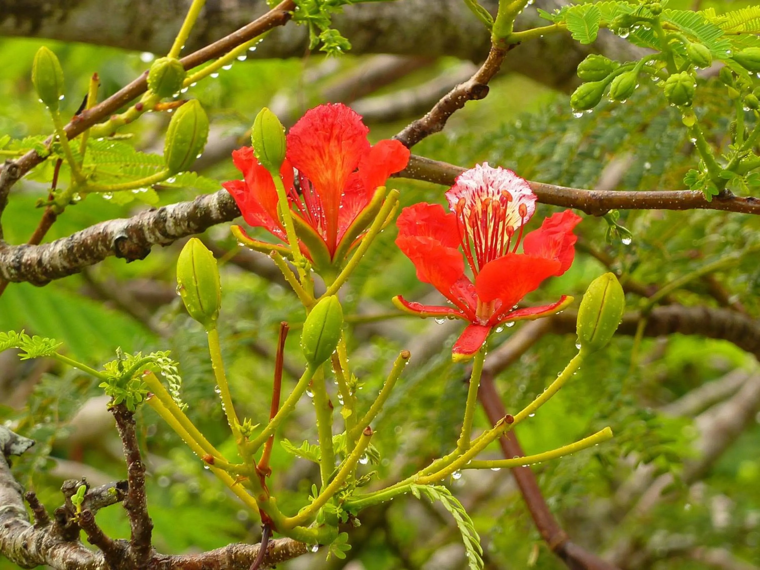 Garden in Lantana Galu Beach