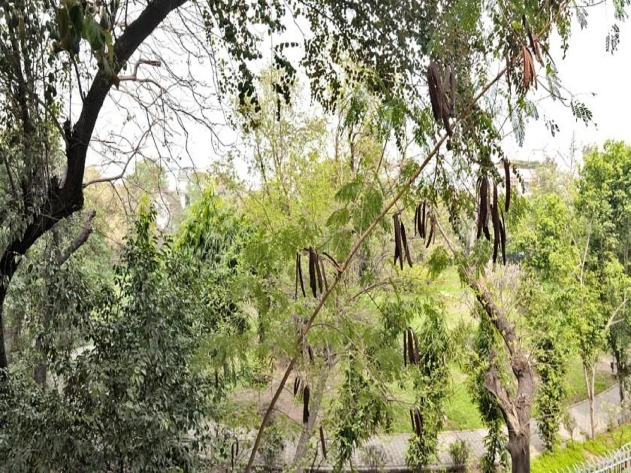 Haveli Hauz Khas