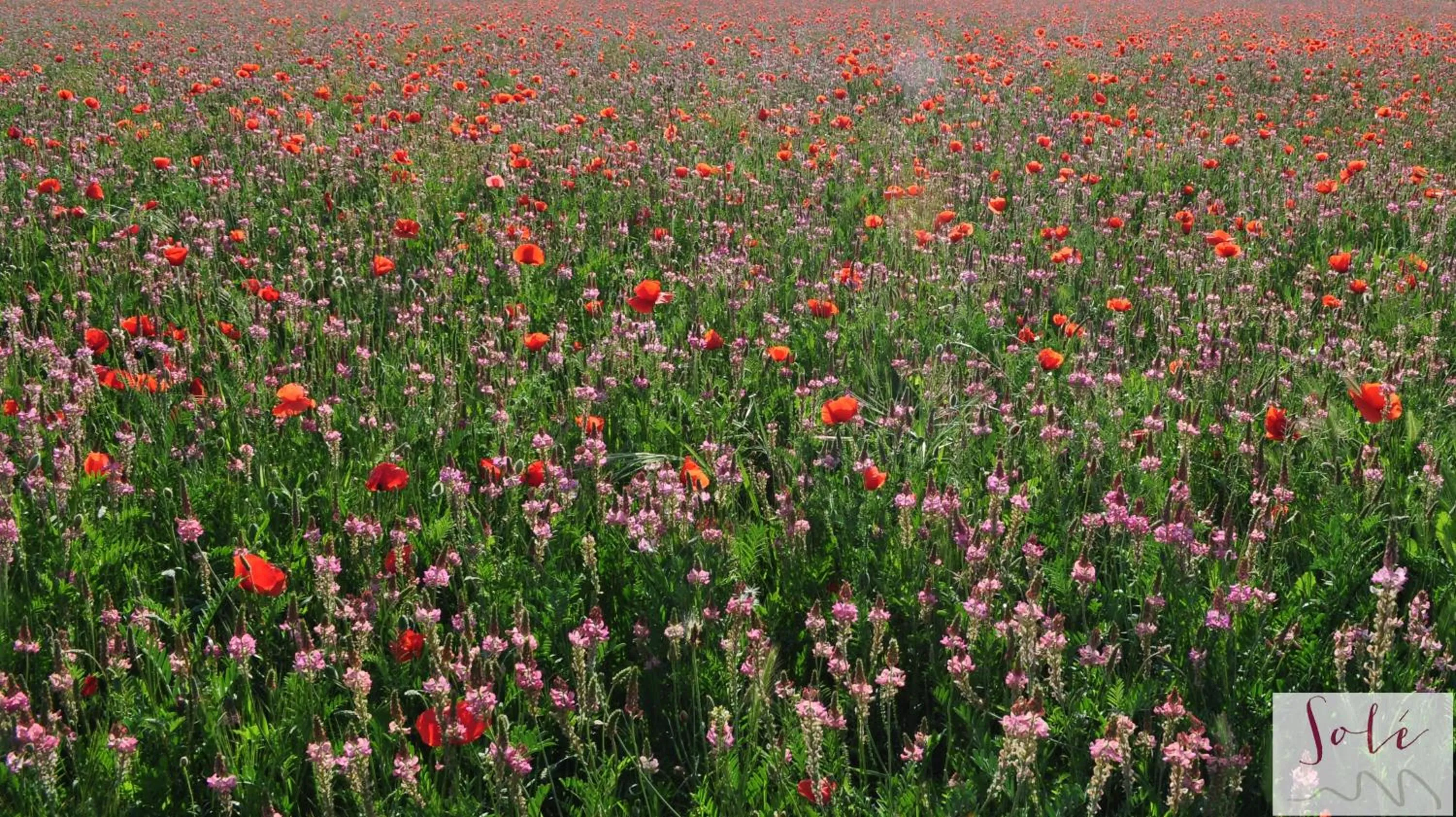 Spring in Hotel Solé