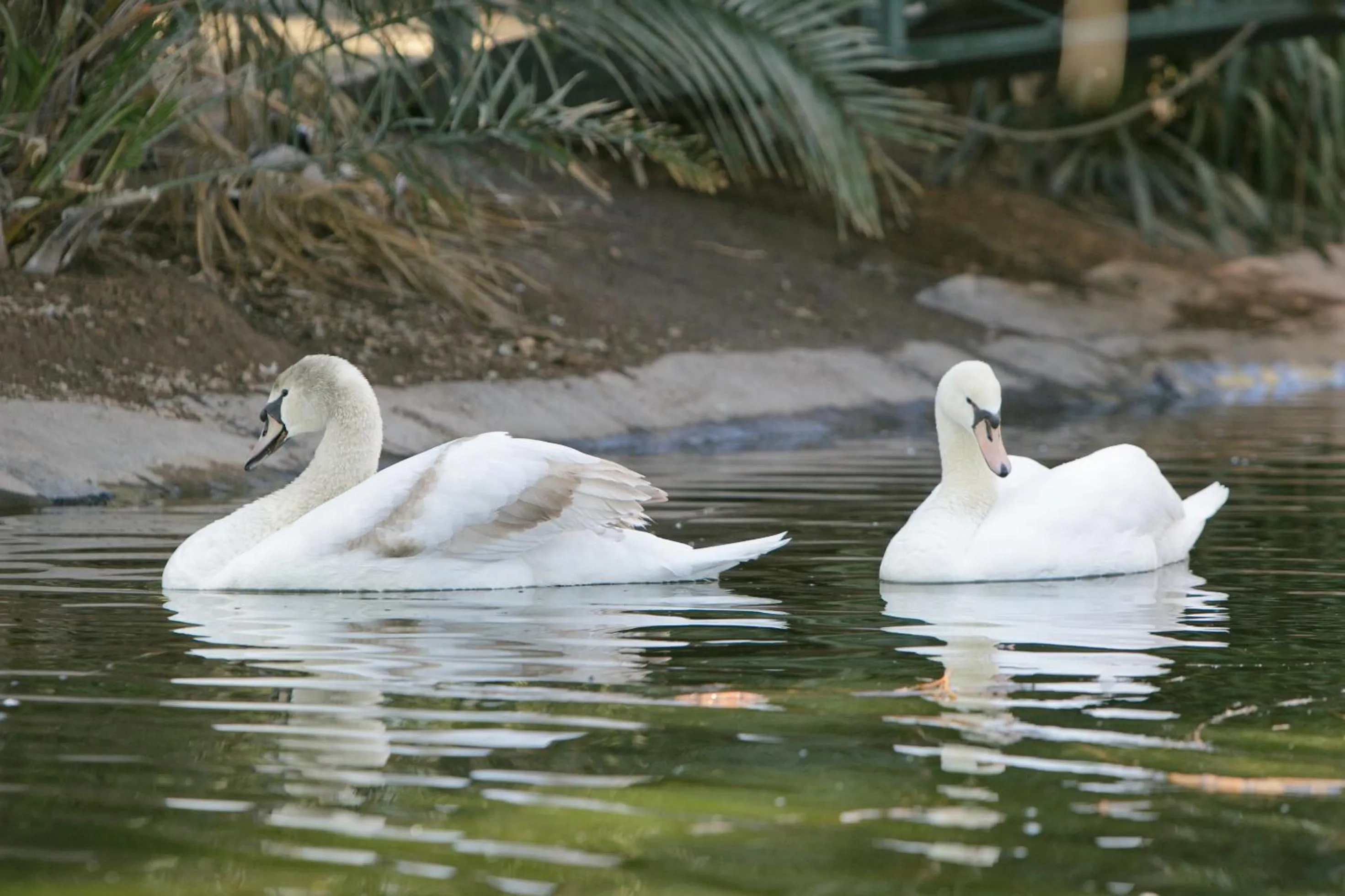 Animals in Beaufort Manor Country Lodge