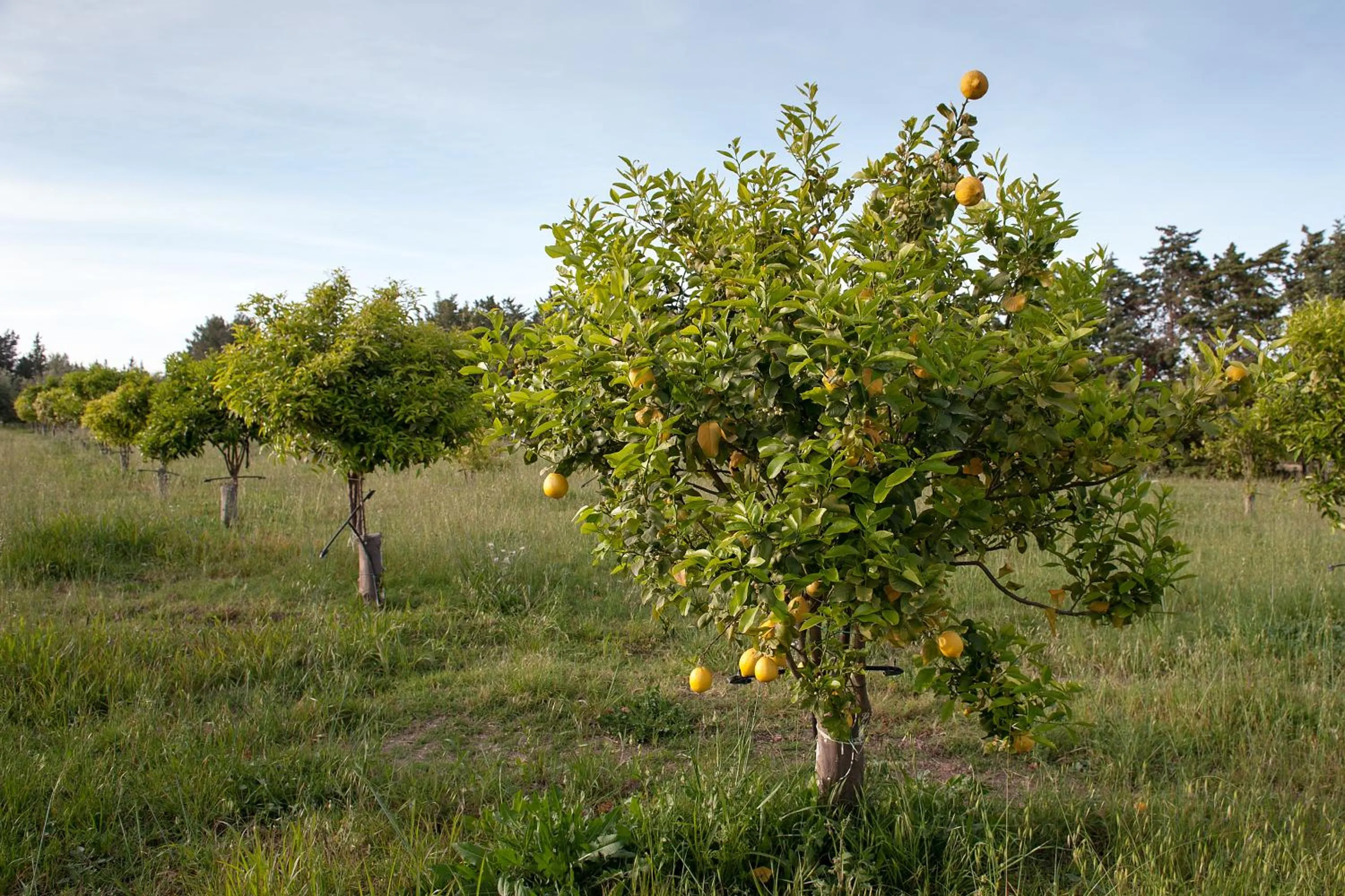 Garden in Masseria Della Volpe