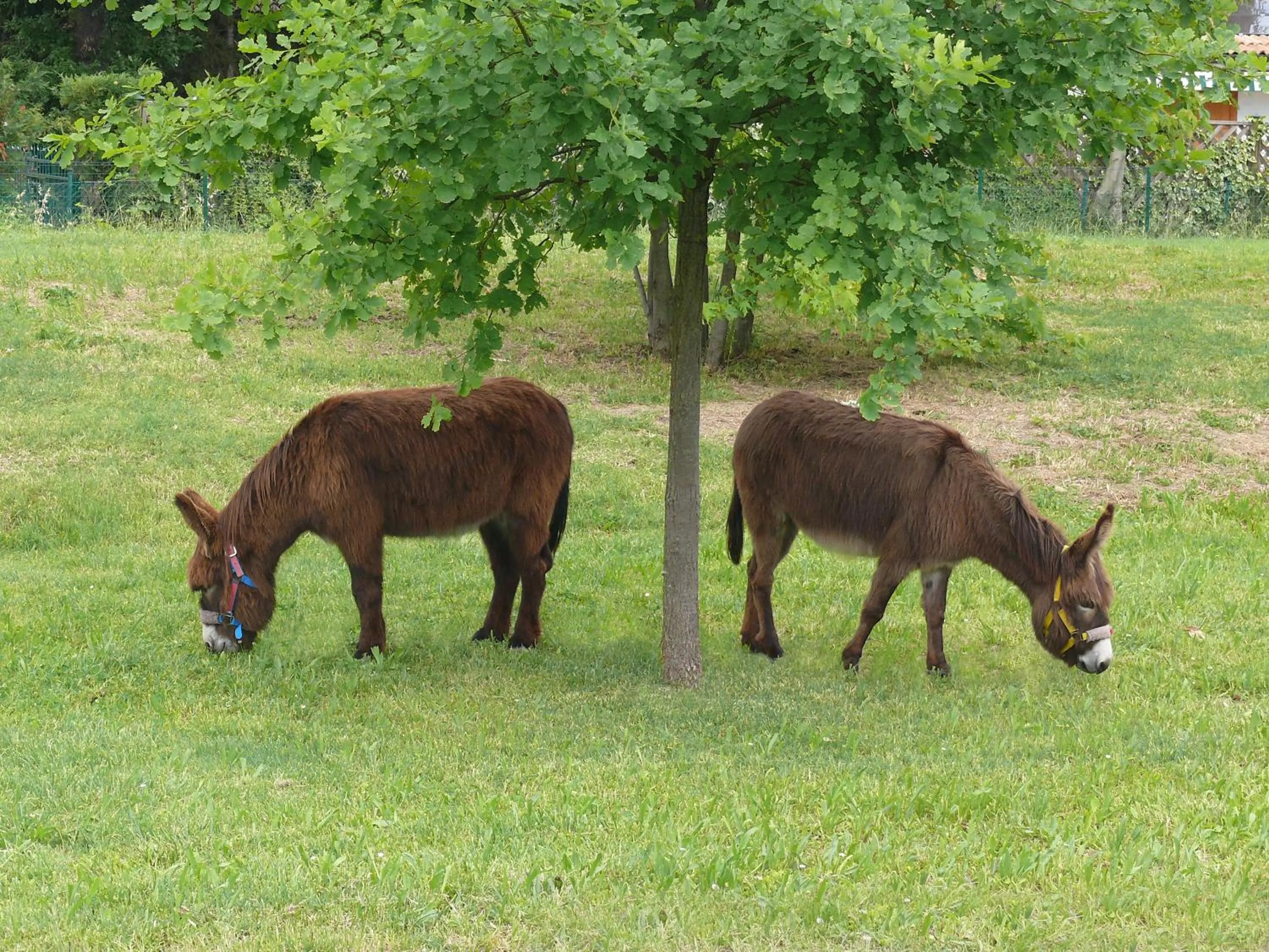Hiking in Hotel del Rio Srl - RISTORANTE e Azienda agricola