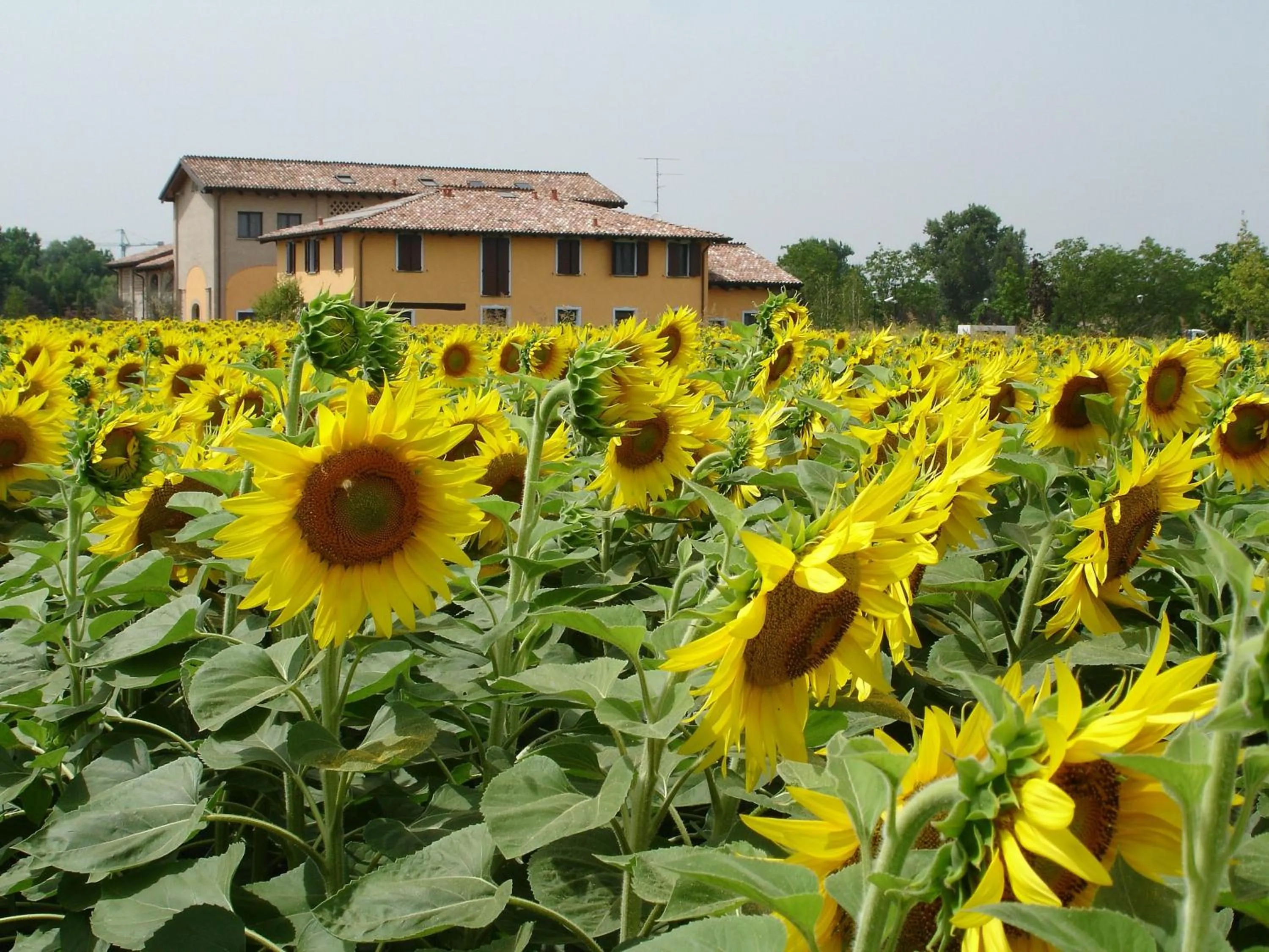 Facade/entrance in Hotel del Rio Srl - RISTORANTE e Azienda agricola