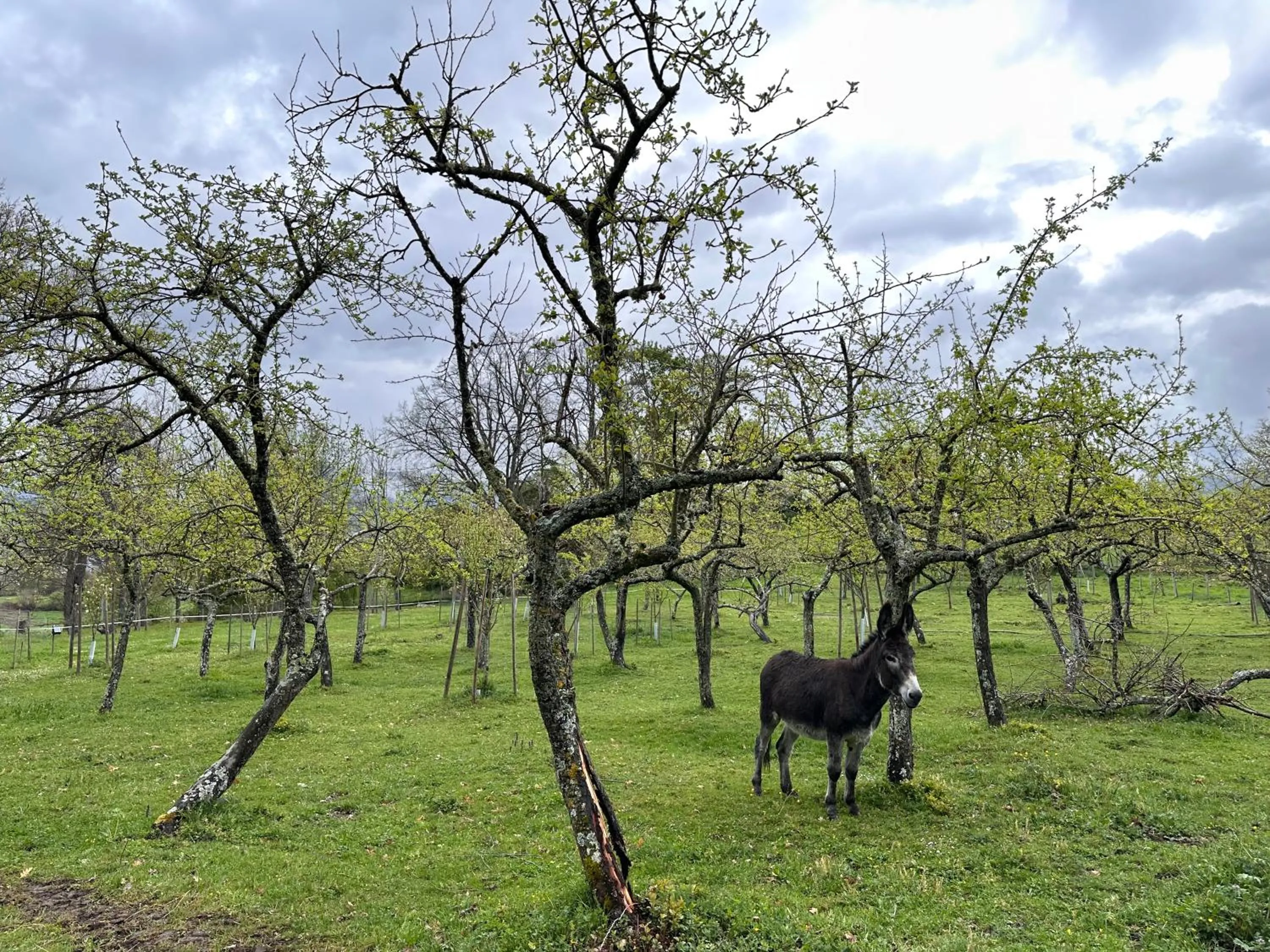 Animals in Pazo da Pena Manzaneda