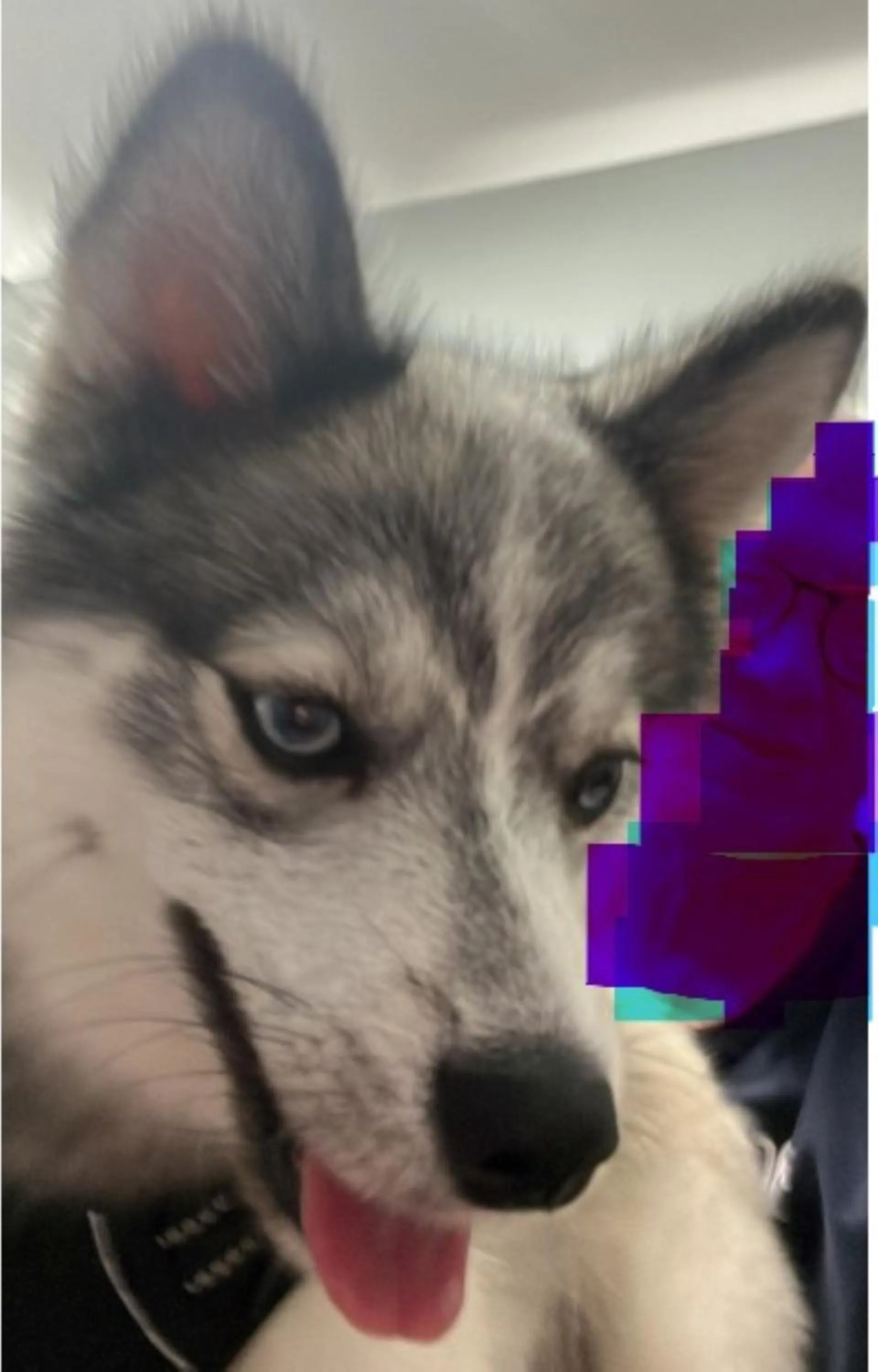 Animals in The Originals Access, Hôtel Rouen Sud Oissel (P'tit Dej-Hotel)