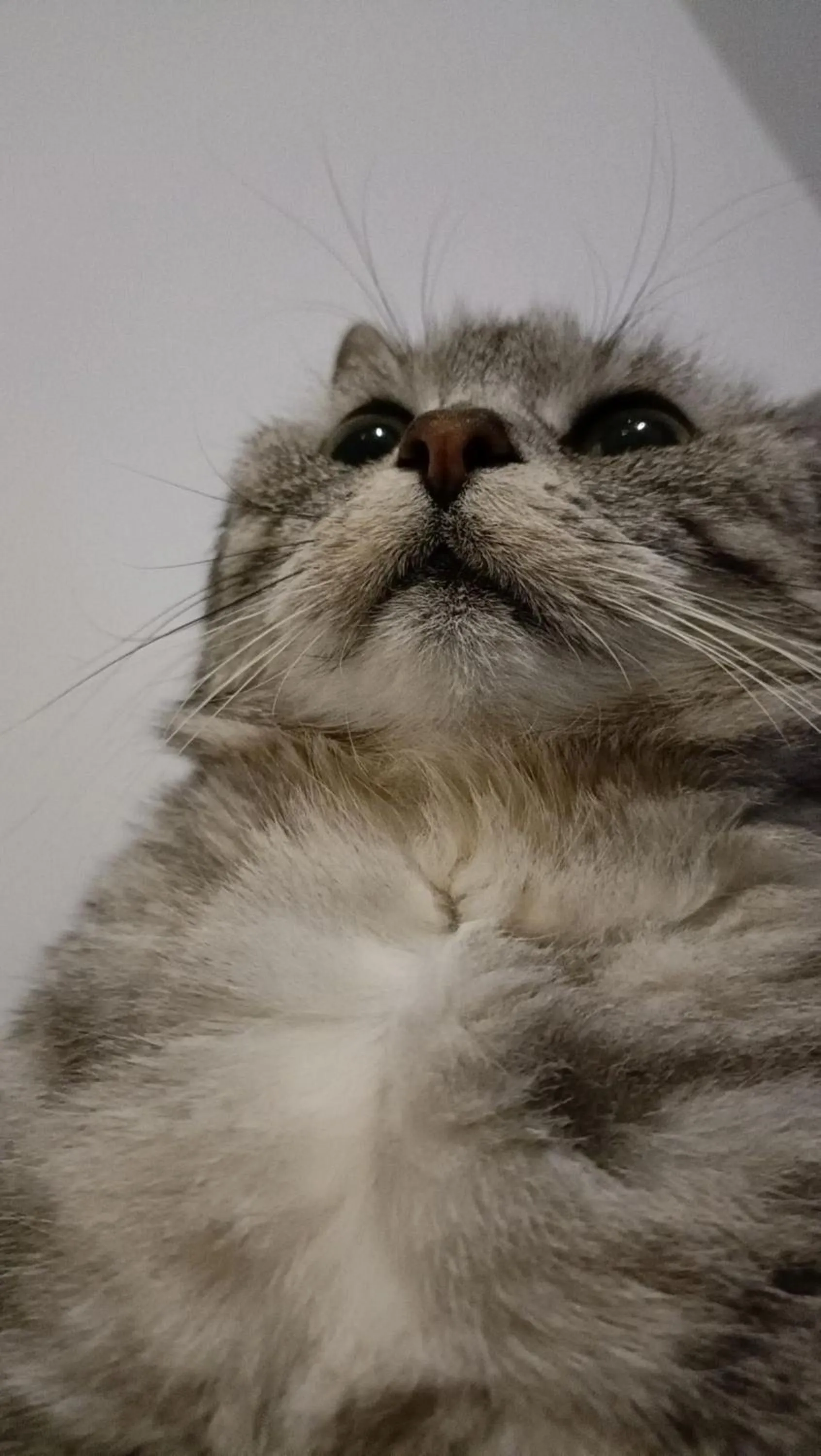 Pets in The Originals Access, Hôtel Rouen Sud Oissel (P'tit Dej-Hotel)