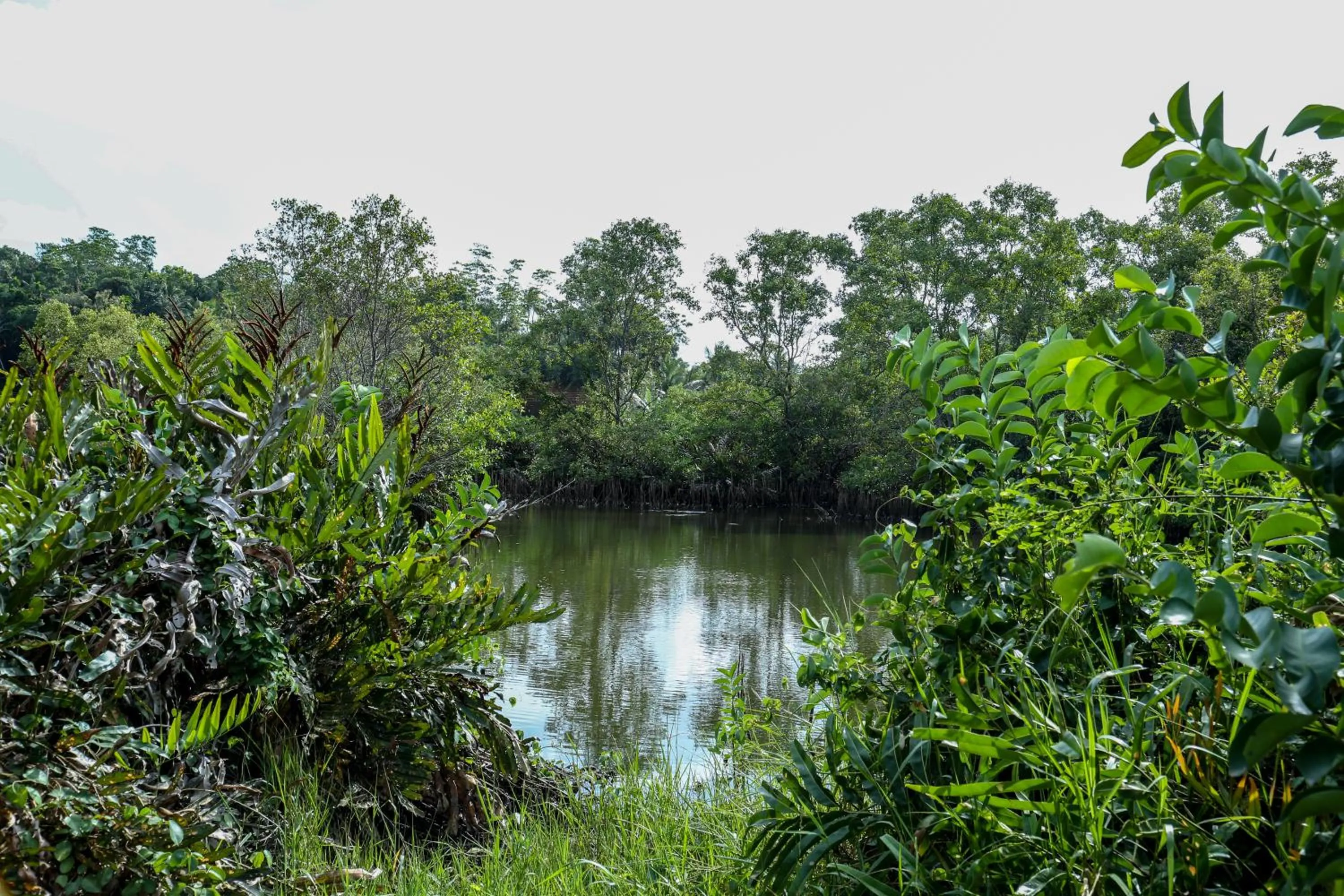 Natural landscape in Ranjith Guest