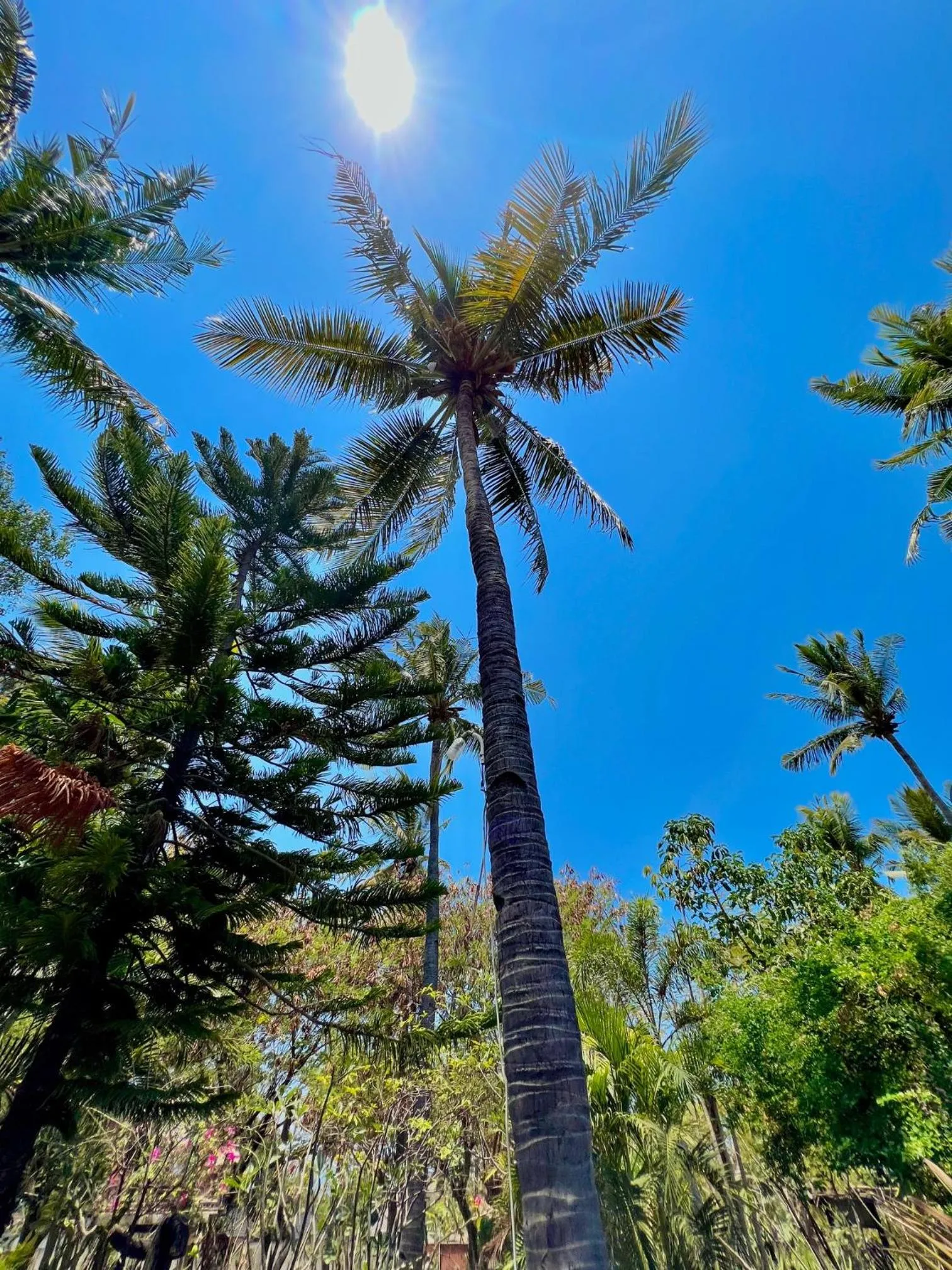Garden in Villa Bulan Madu Gili Air