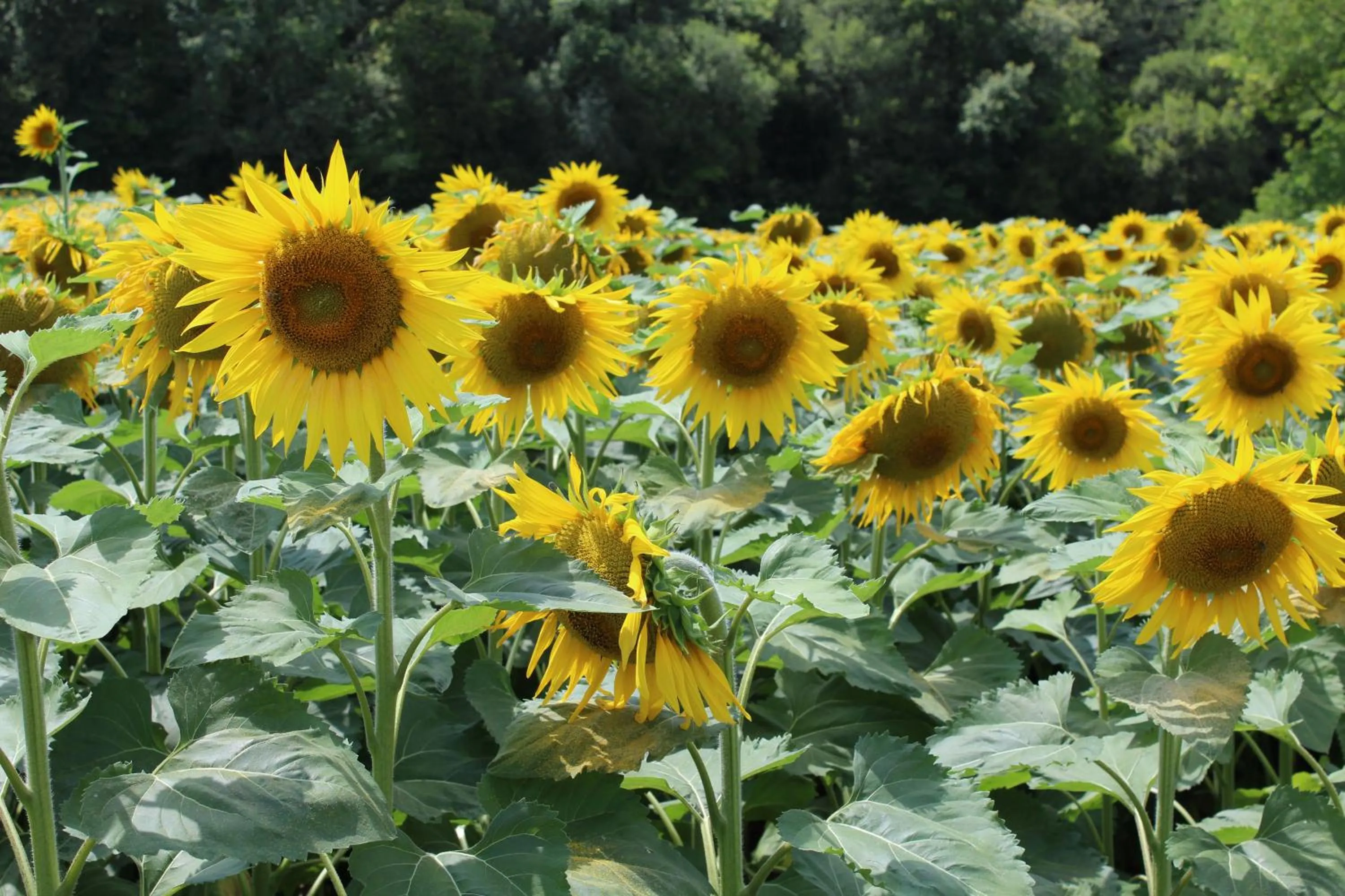 Other in Le Patio Chambres et Tables d'Hôtes